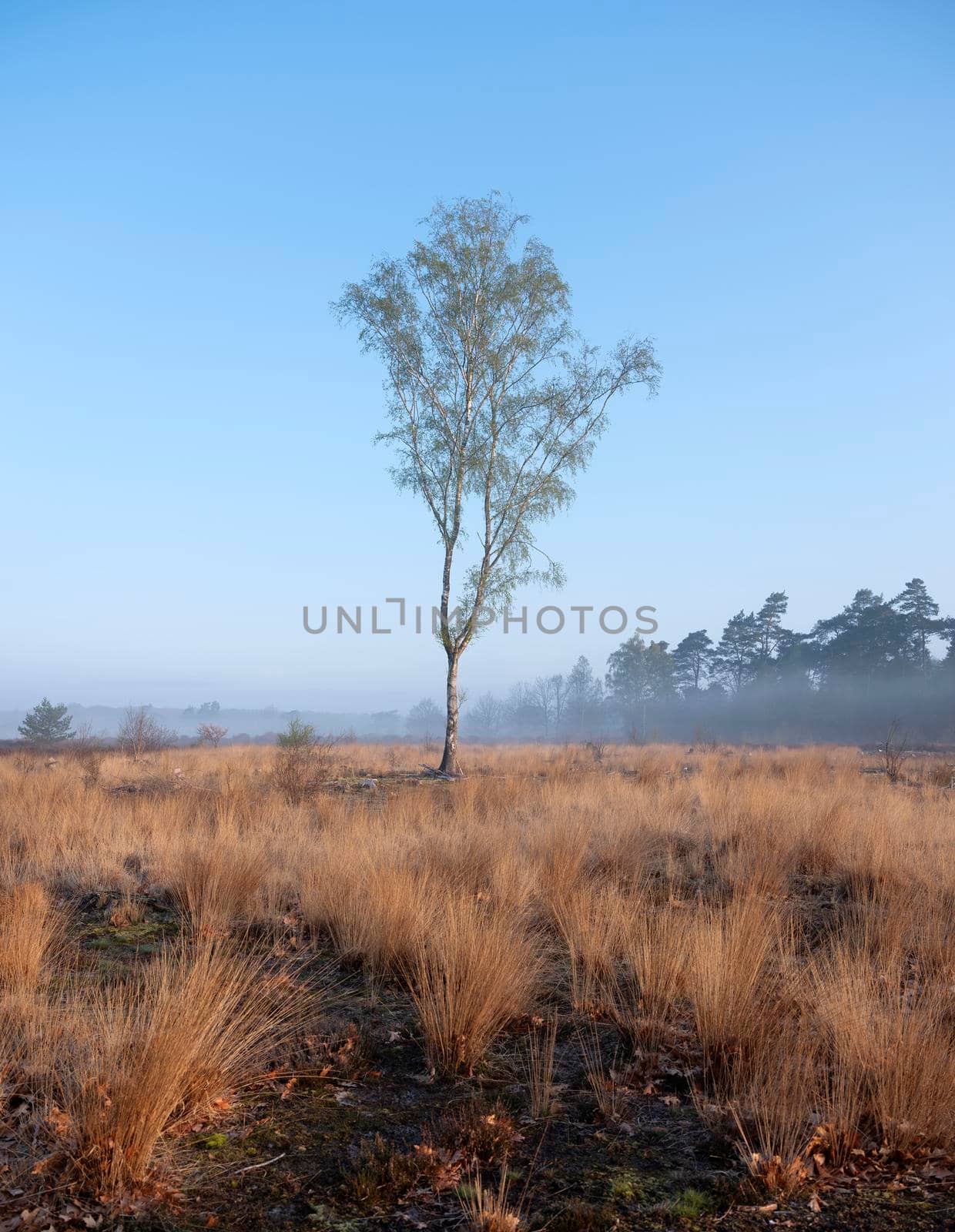 birch in spring on heath area near city of amersfoort in holland by ahavelaar