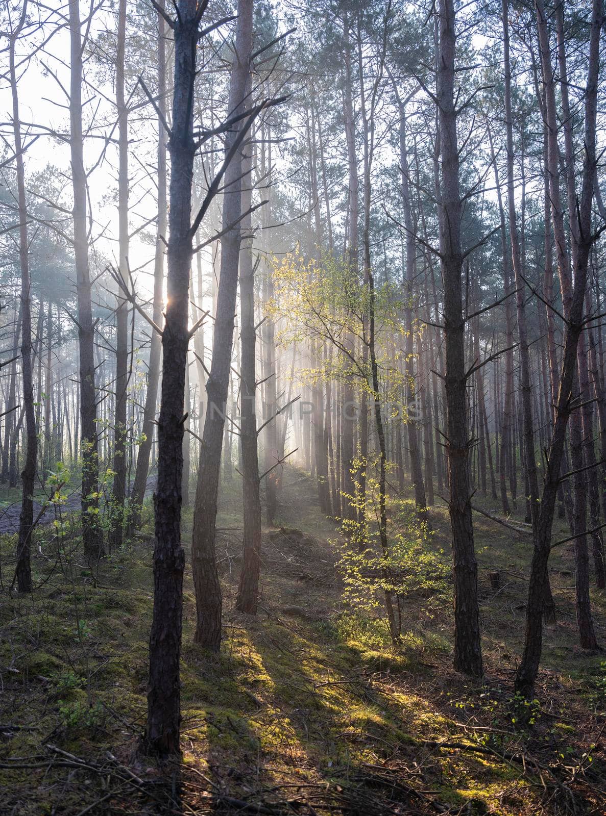 fresh birch leaves lit up in early morning sunshine beams between trunks of forest in spring