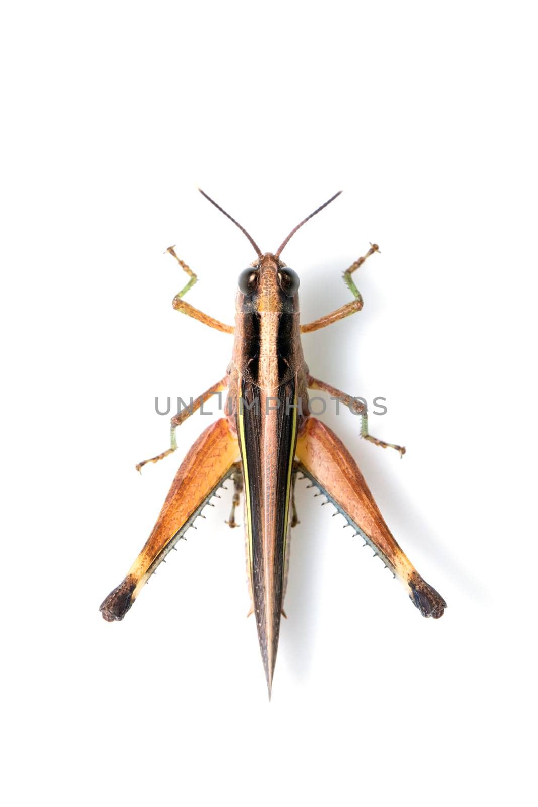 Image of sugarcane white-tipped locust grasshopper (Ceracris fasciata) isolated on white background. Insect Animal. Caelifera., Acrididae by yod67