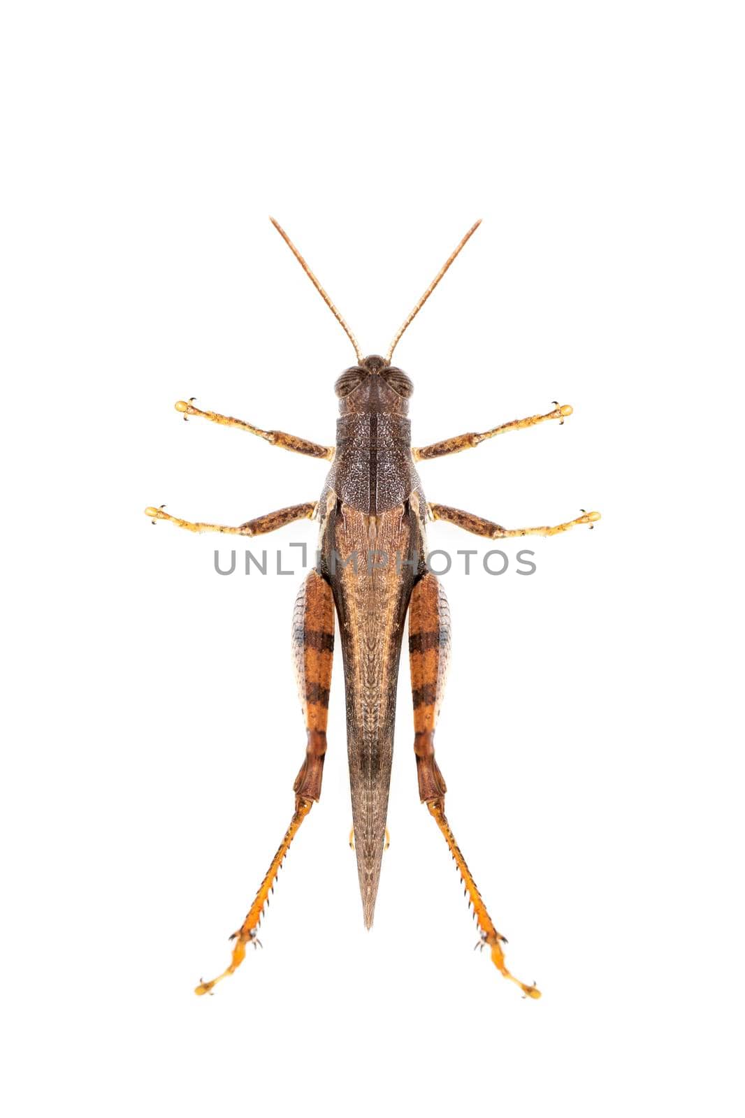 Image of white-banded grasshopper(stenocatantops splendens) isolated on white background. insect. Brown grasshopper