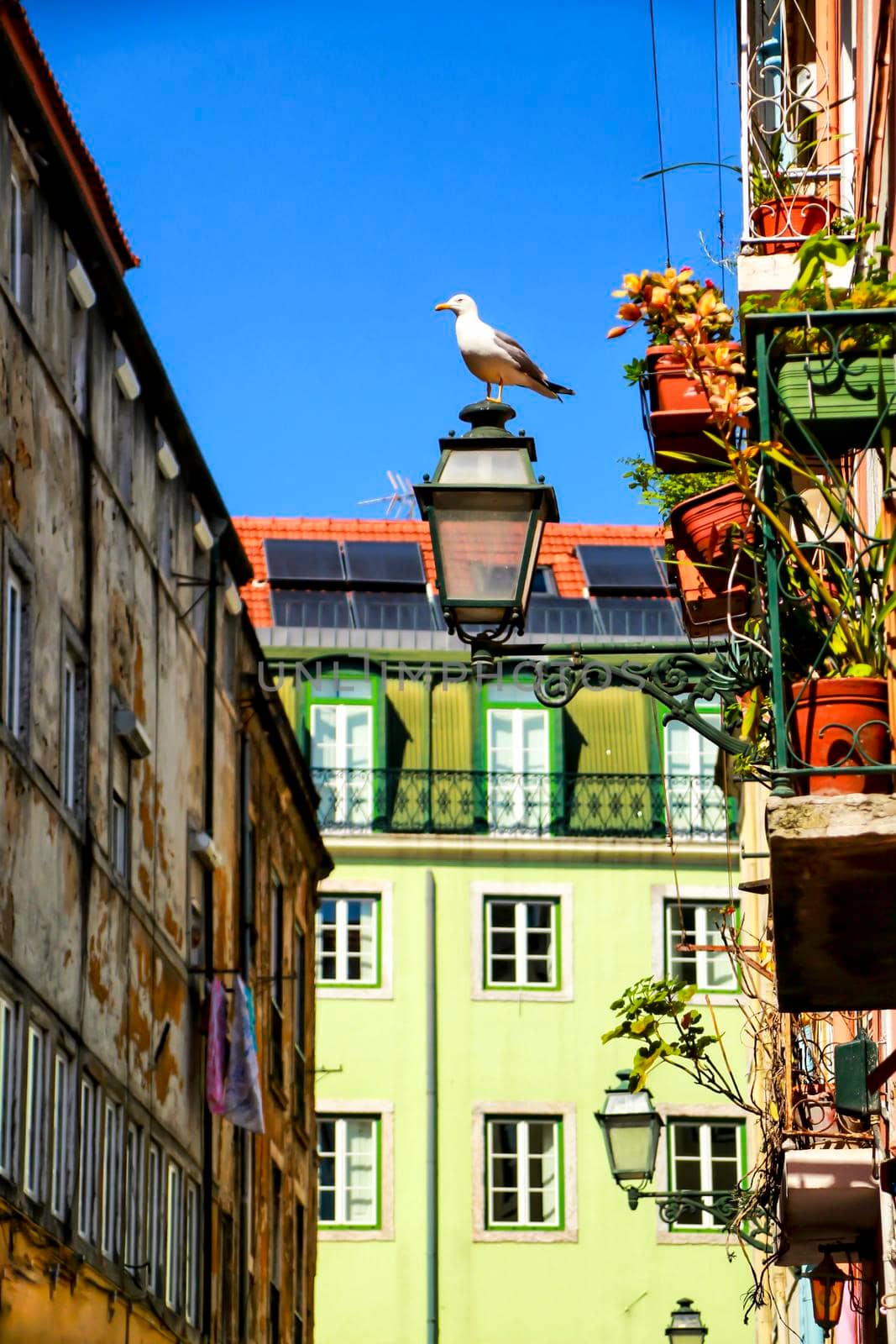 Seagull perched on a streetlight. Narrow and colorful streets, facades and balconies of Lisbon