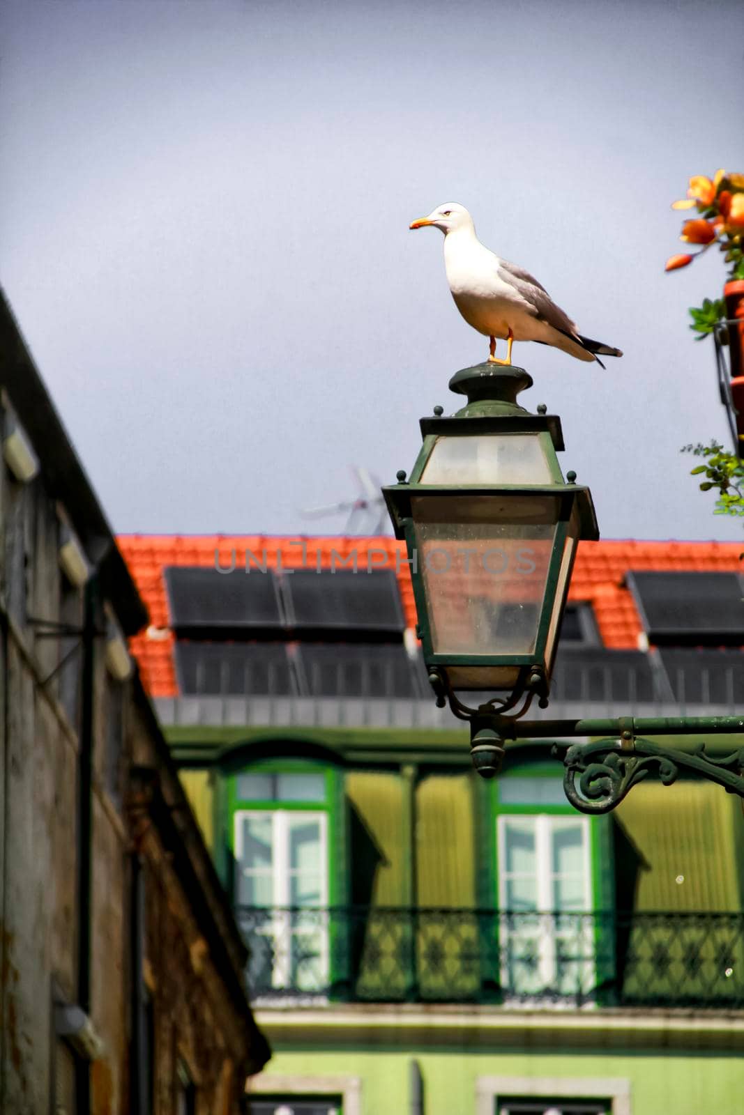 Seagull perched on a streetlight. Narrow and colorful streets, facades and balconies of Lisbon