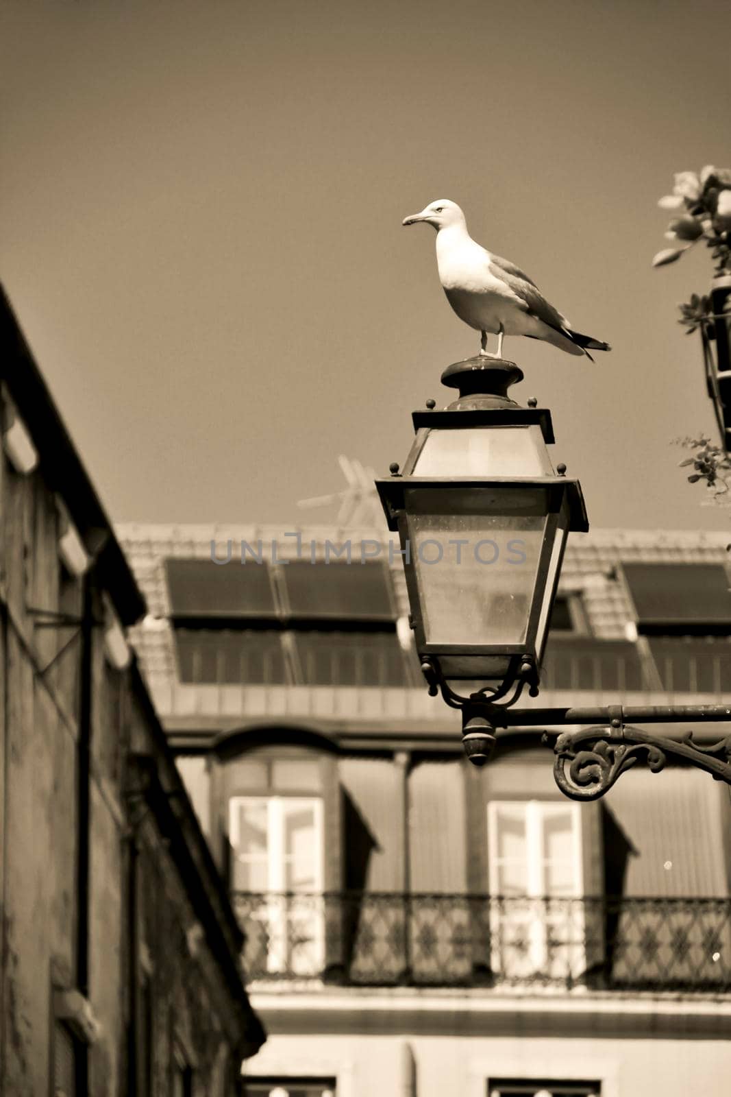 Seagull perched on a streetlight. Narrow and colorful streets, facades and balconies of Lisbon