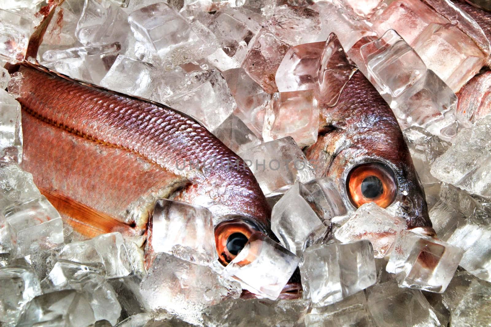 Fresh fish with ice for sale in a market