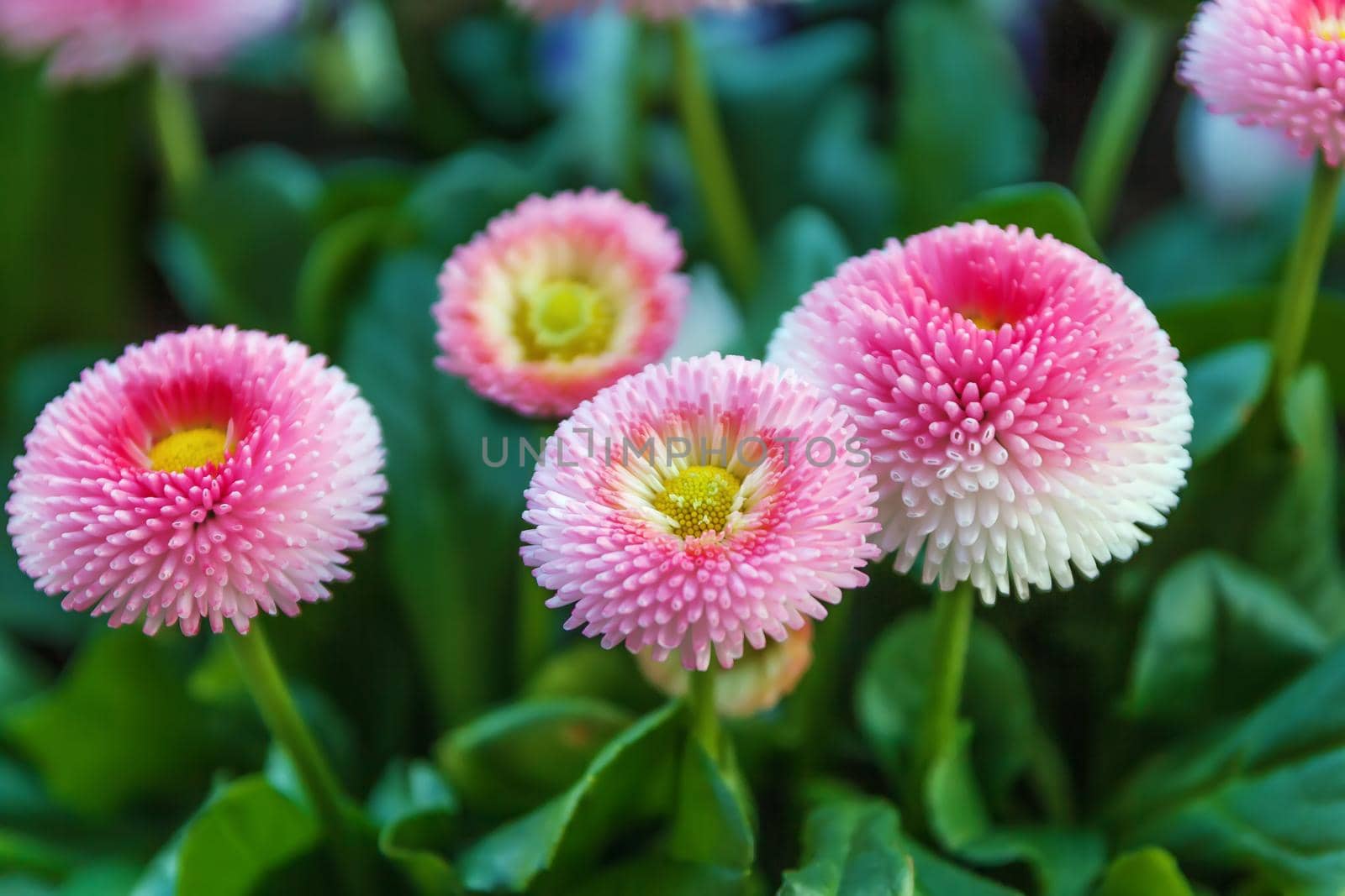 Bellis perennis is a common European species of daisy, of the Asteraceae family, often considered the archetypal species of that name