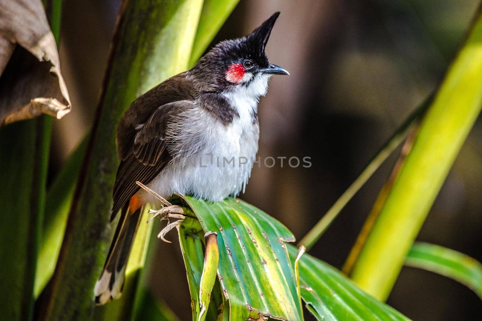 Southeast Asian Red-whiskered bulbul (Pycnonotus jocosus), Mauritius, Africa