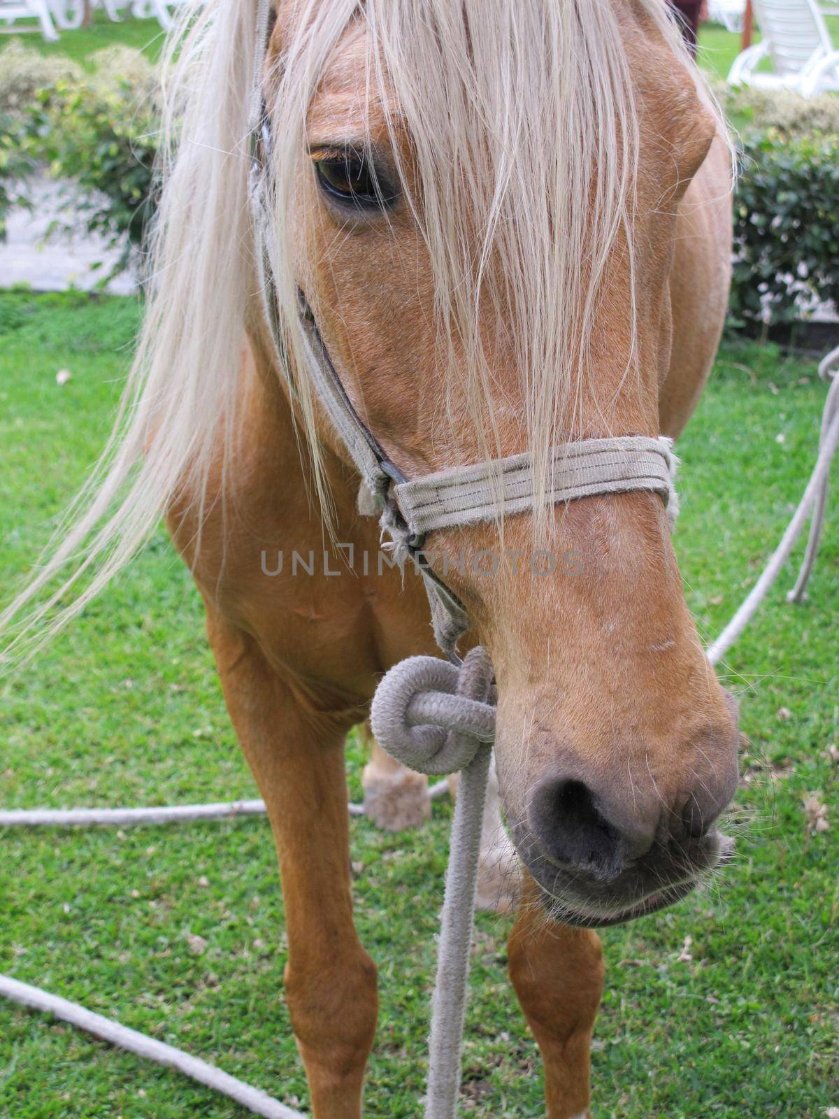 shot of pretty chestnut pony by aroas