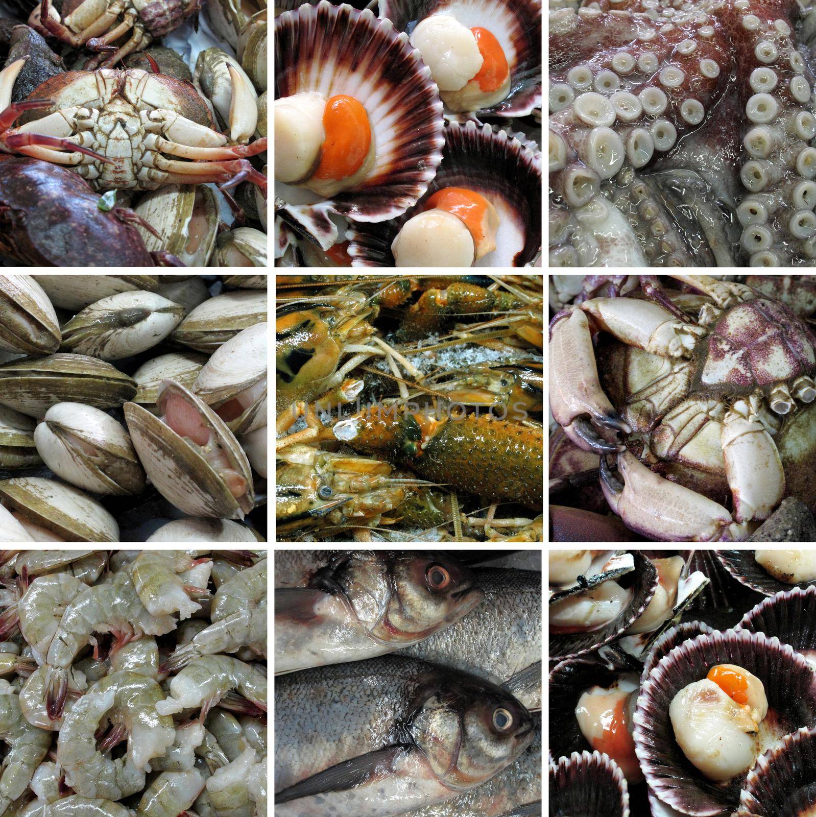 Sea food and sea animals collection closeup