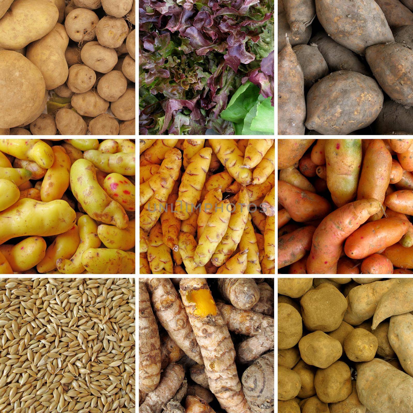 Group of peruvian vegetables Closeup