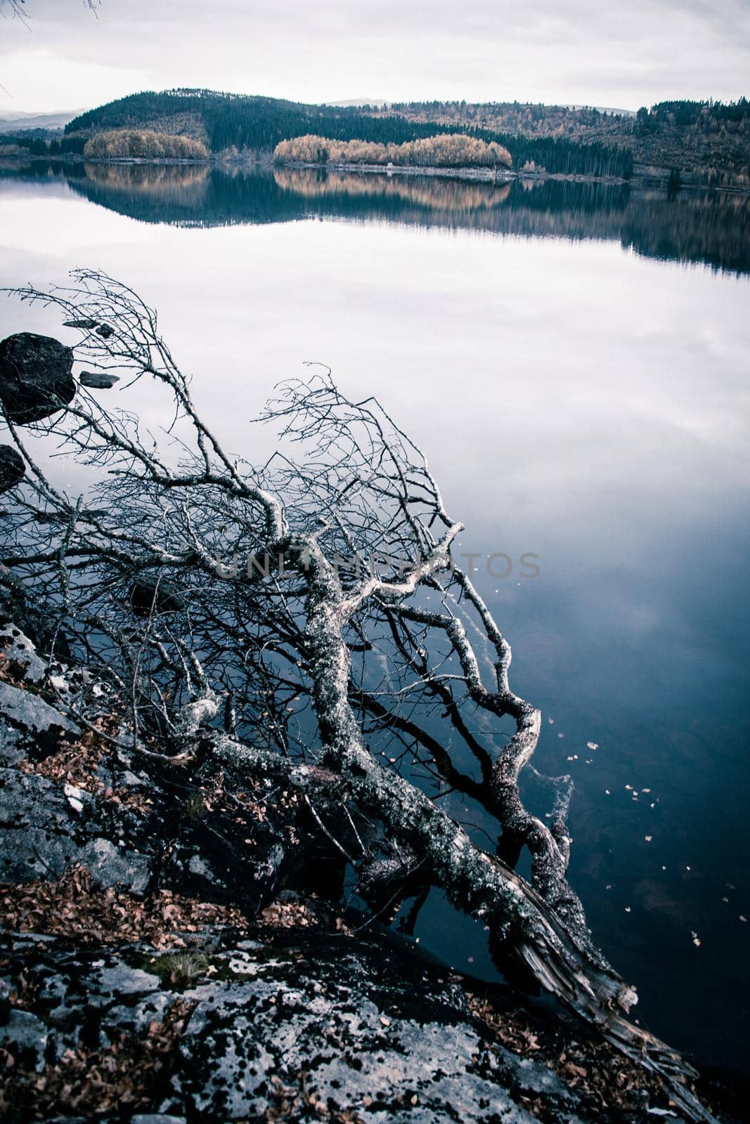 Branch at a Lake in the Highlands of Scotland, Great Britain, Europe by Weltblick