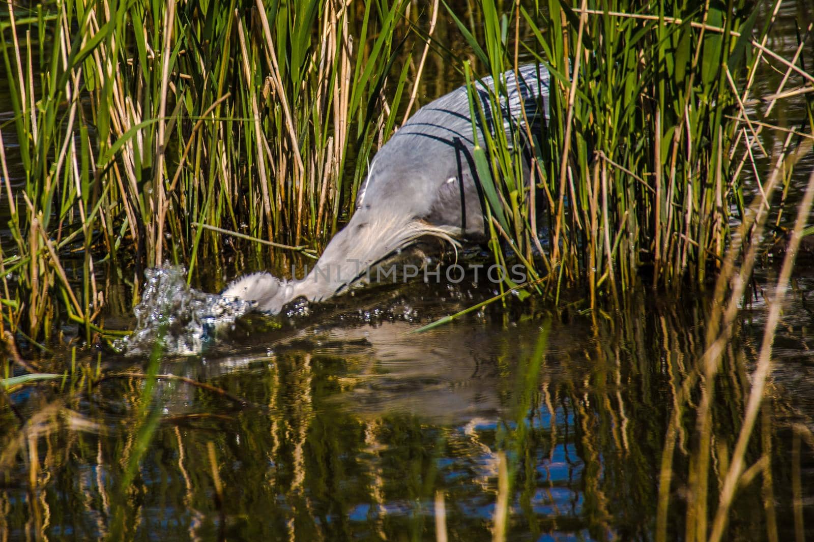 Grey Heron (Ardea cinerea) is hunting, Graureiher