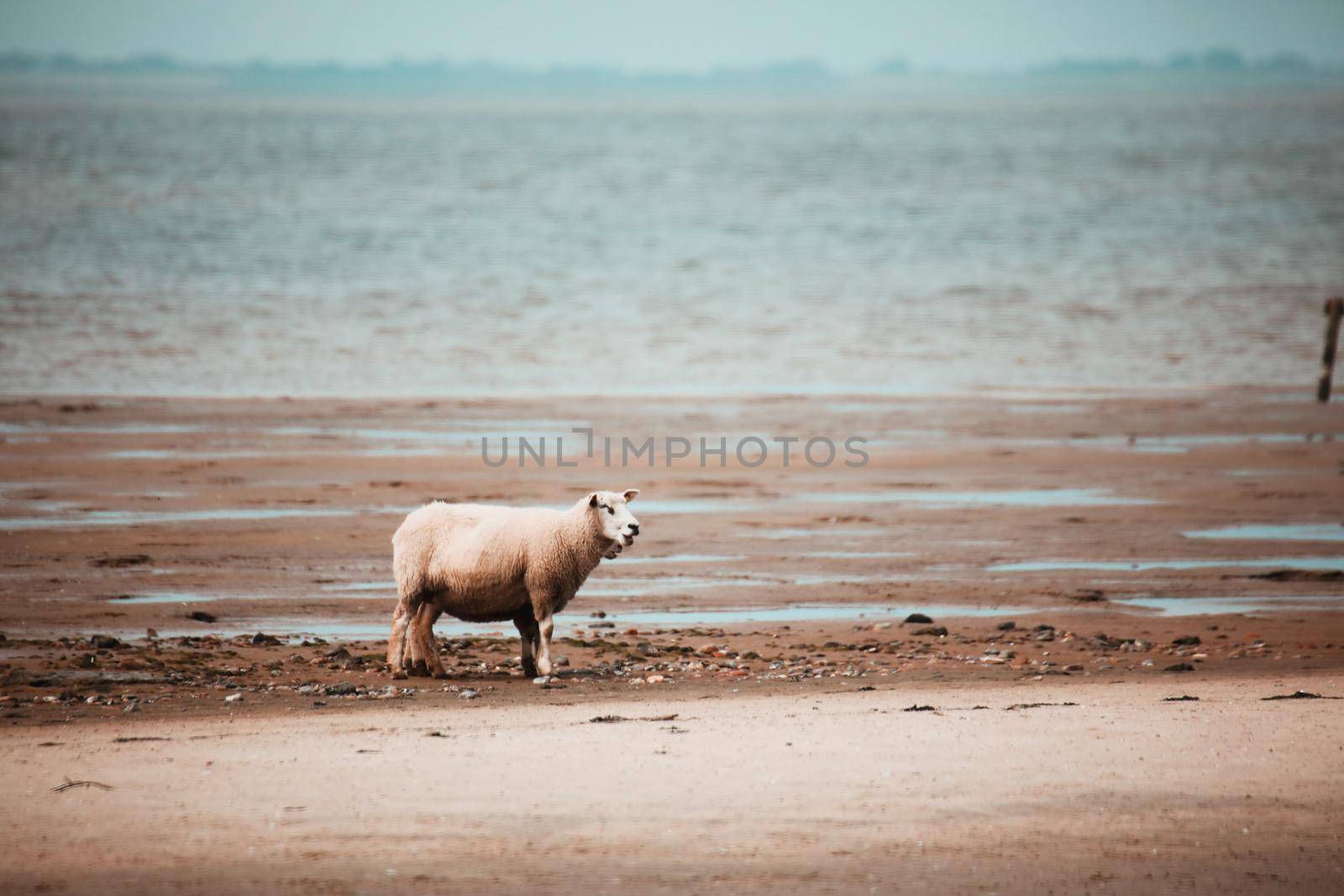 Sheep in the Wadden Sea National Park near the Peninsula Nordstrand, Germany, Europe by Weltblick