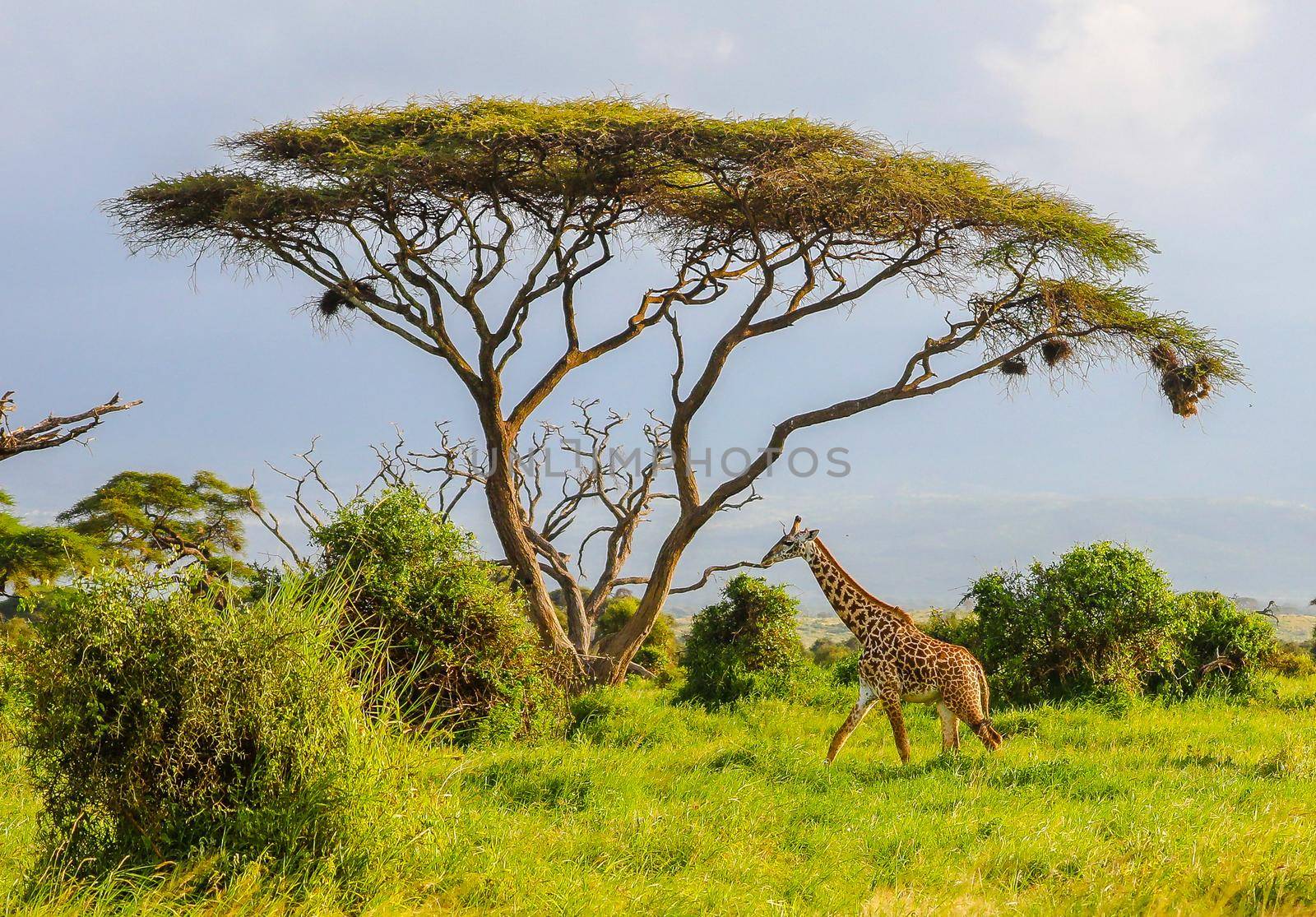 Masai Giraffe, Massai-Giraffe in Amboseli National Park, Kenya, Africa by Weltblick