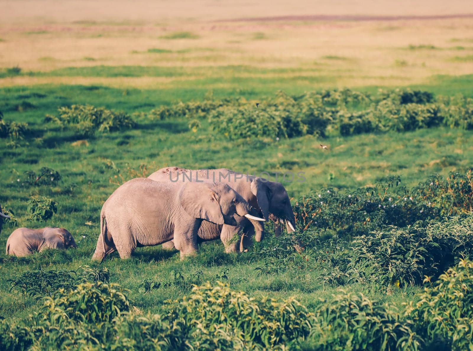 Elephants in Amboseli Nationalpark, Kenya, Africa 