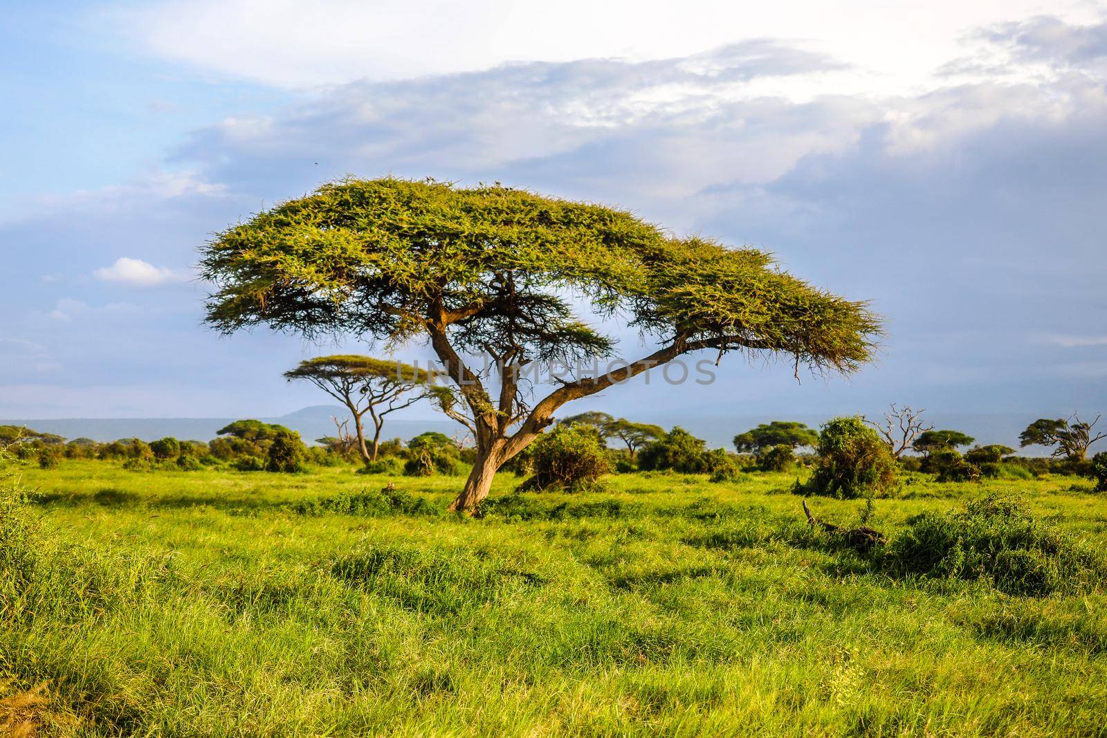 Landscape in Amboseli National Park, Kenya, Africa by Weltblick