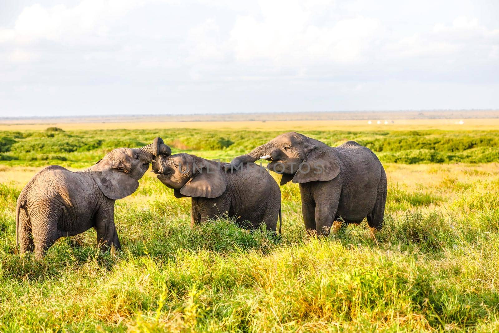 Elephants in Amboseli Nationalpark, Kenya, Africa 