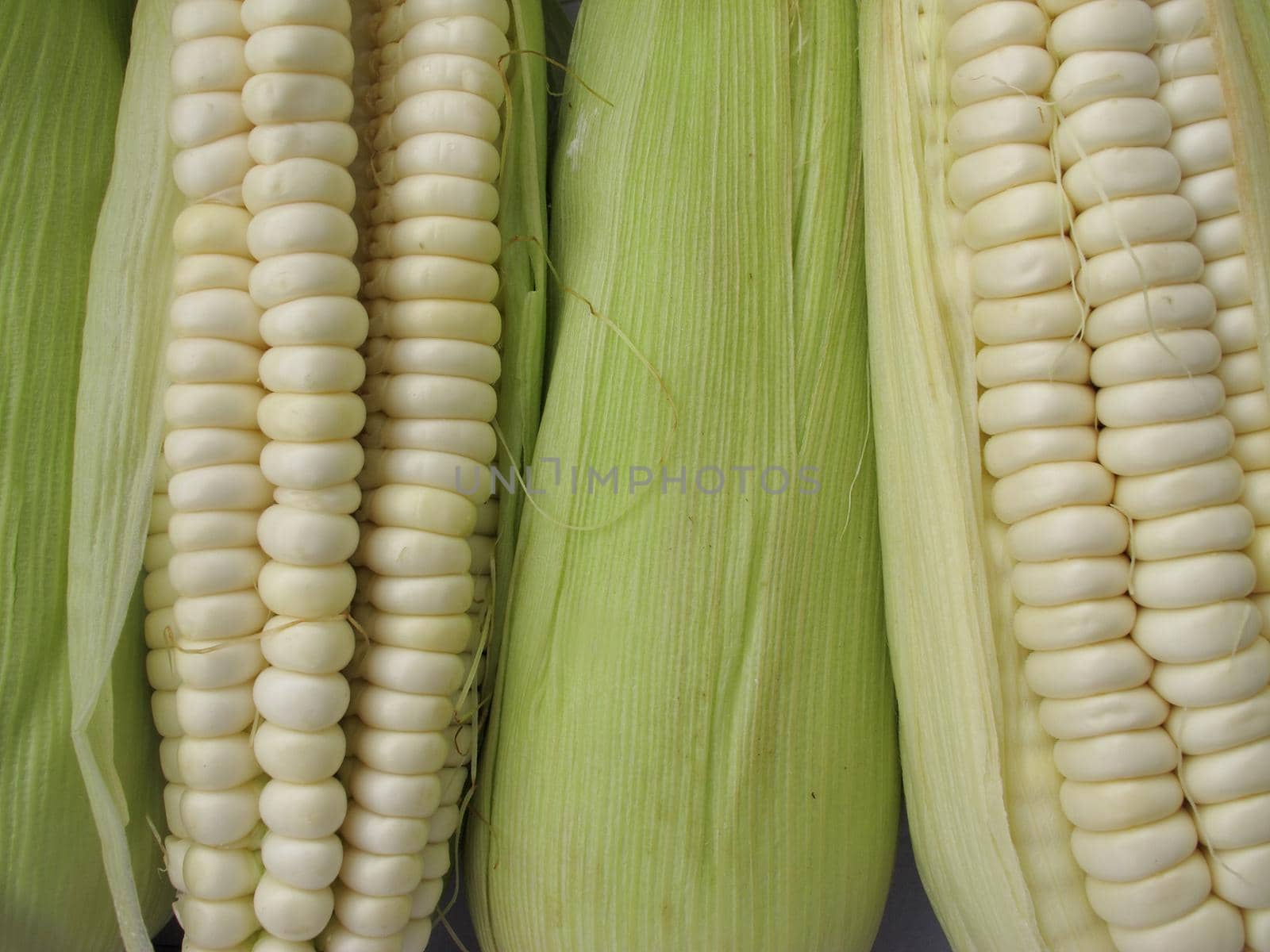 Corn cob background - vegetable collection