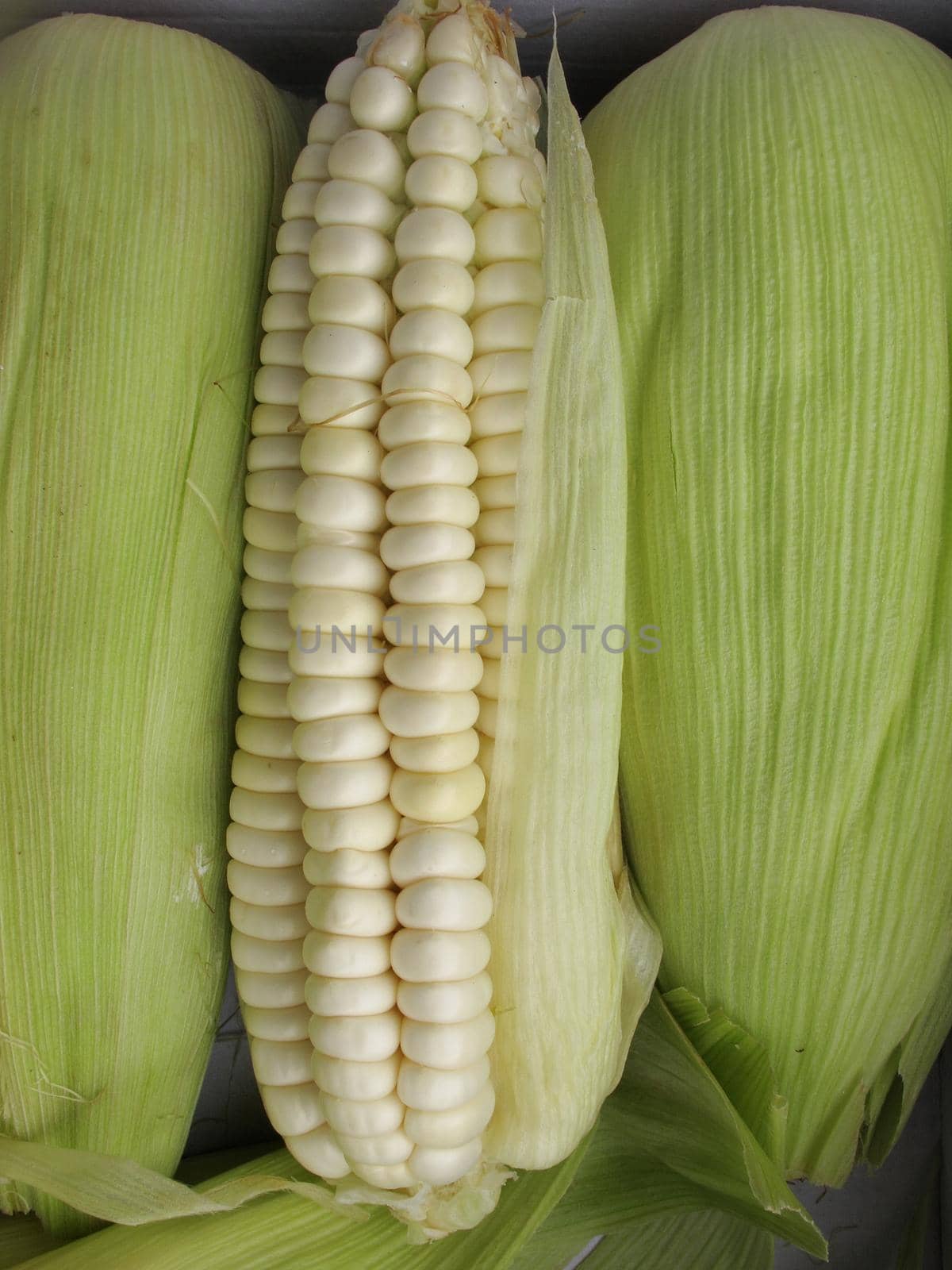 Corn cob background by aroas