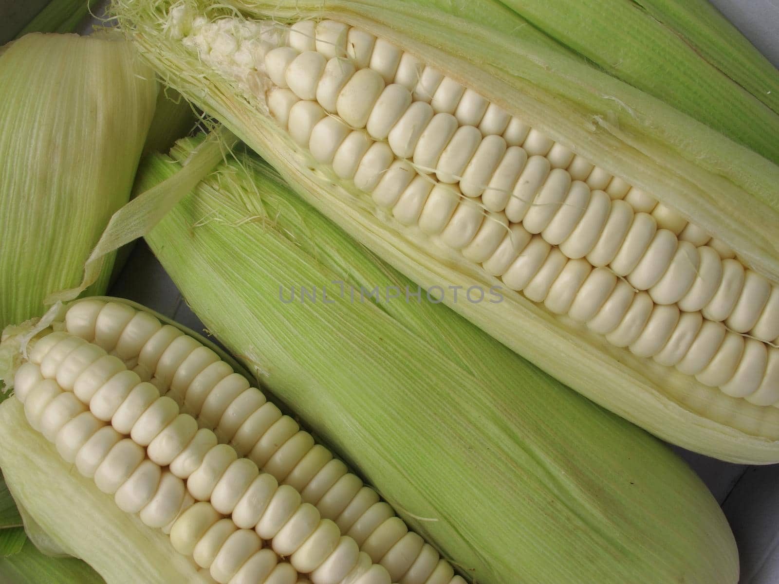 Corn cob background - vegetable collection
