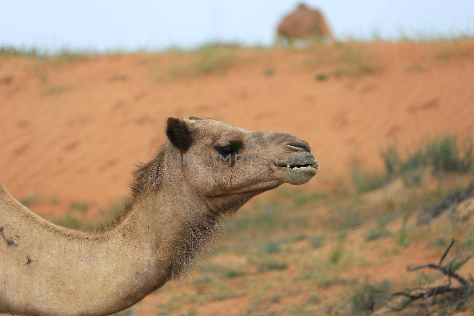 Camels in the Desert, Ras al-Khaimah, United Arab Emirates, Asia by Weltblick