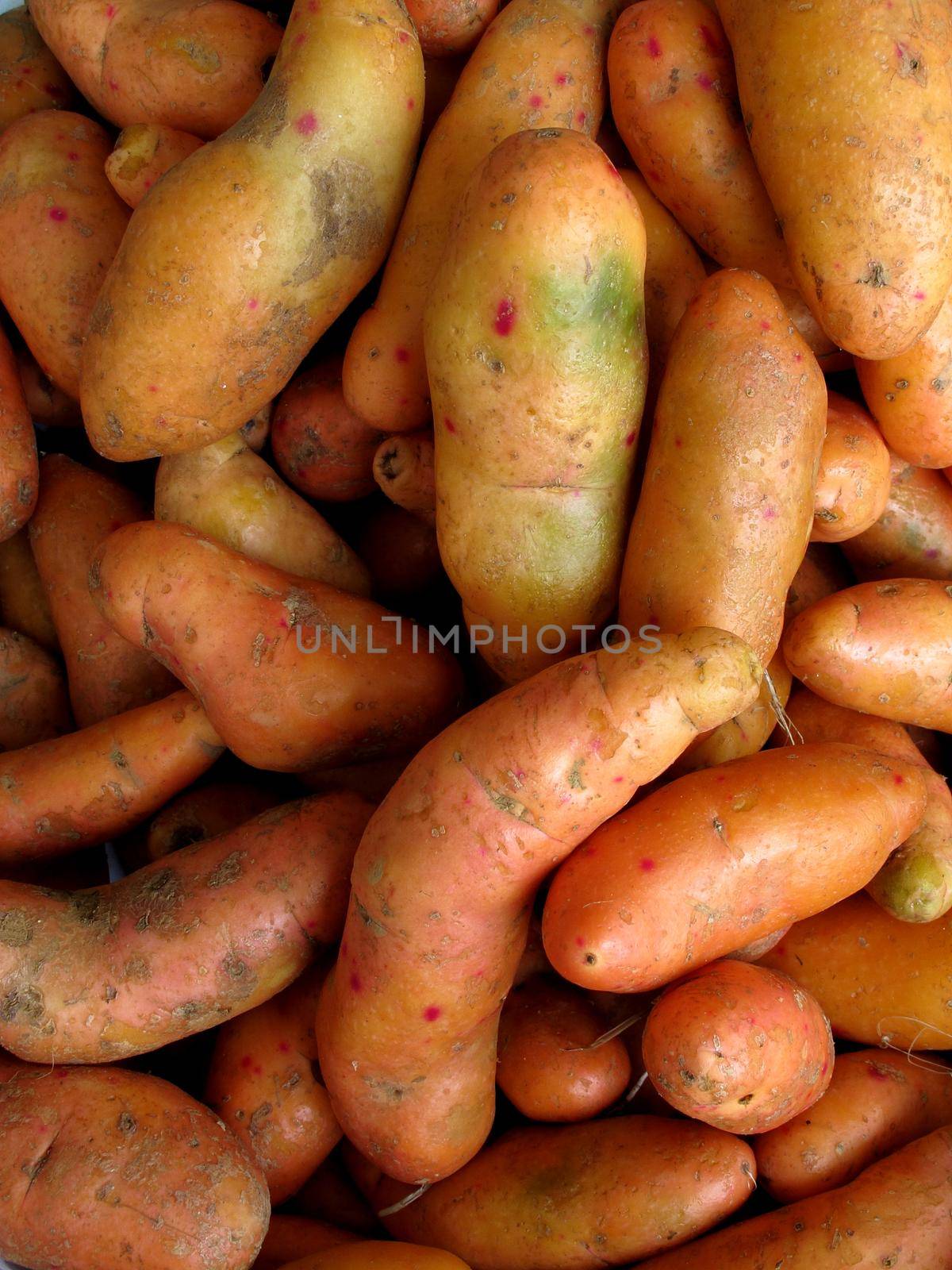 Olluquito background. Peruvian tuber - vegetable collection