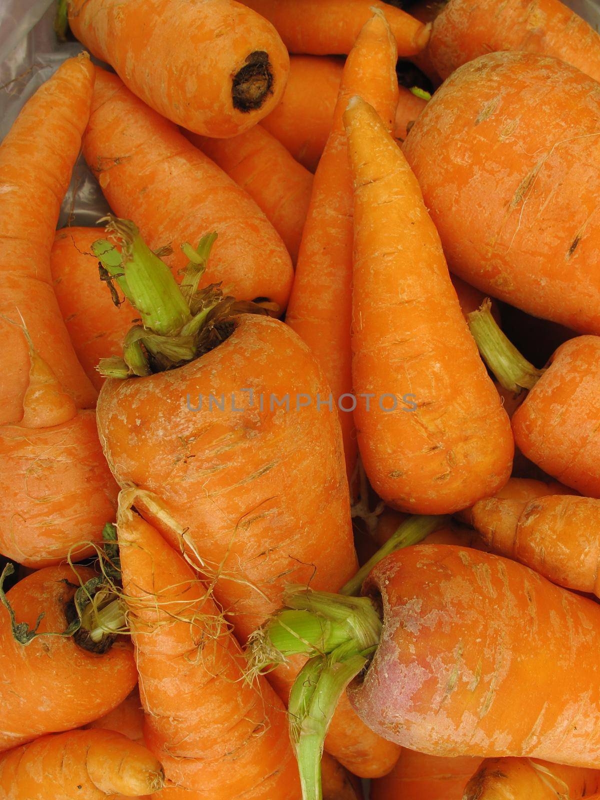 Fresh carrots vegetable collection closeup