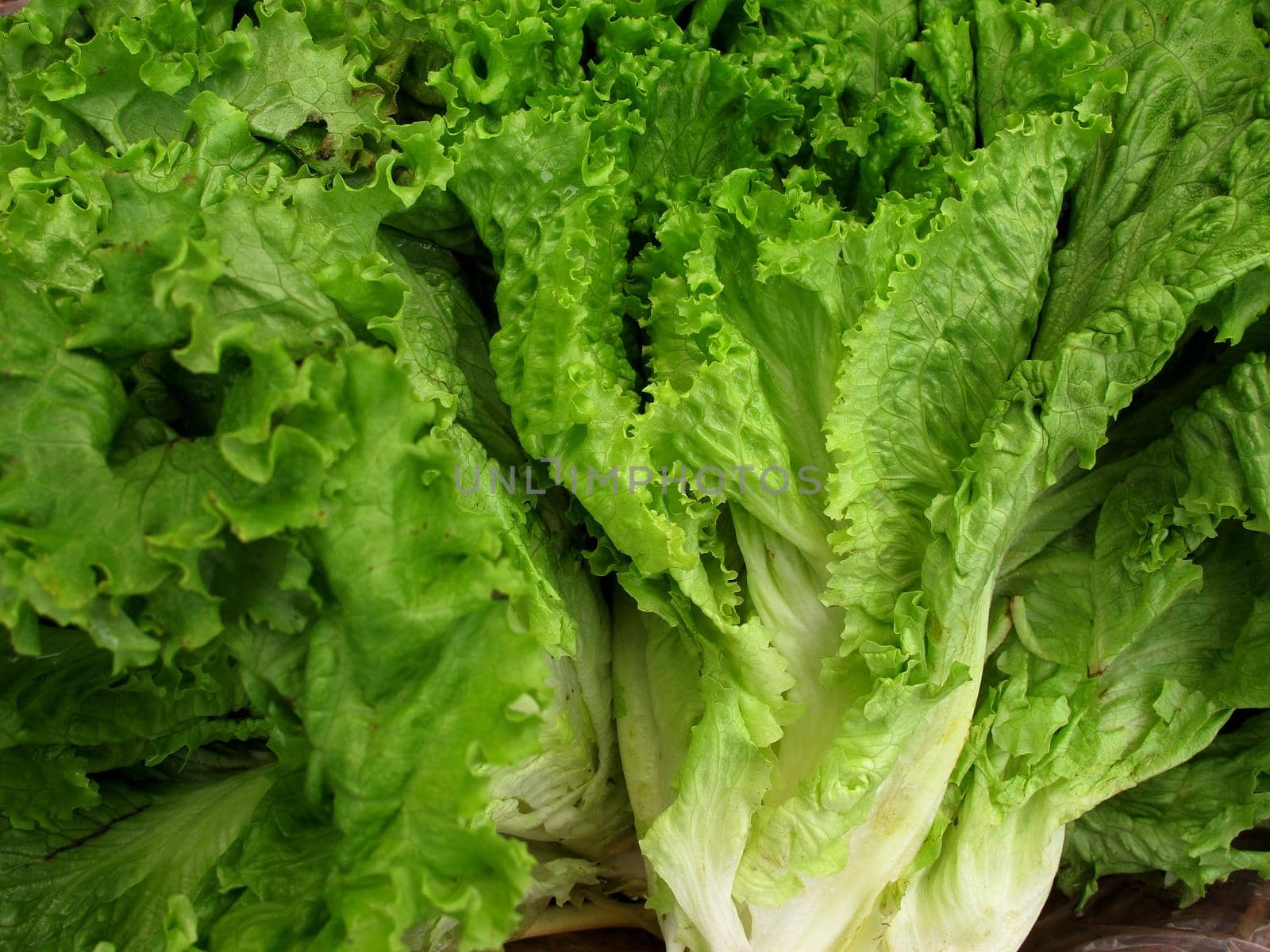 fresh lettuce background vegetable collection