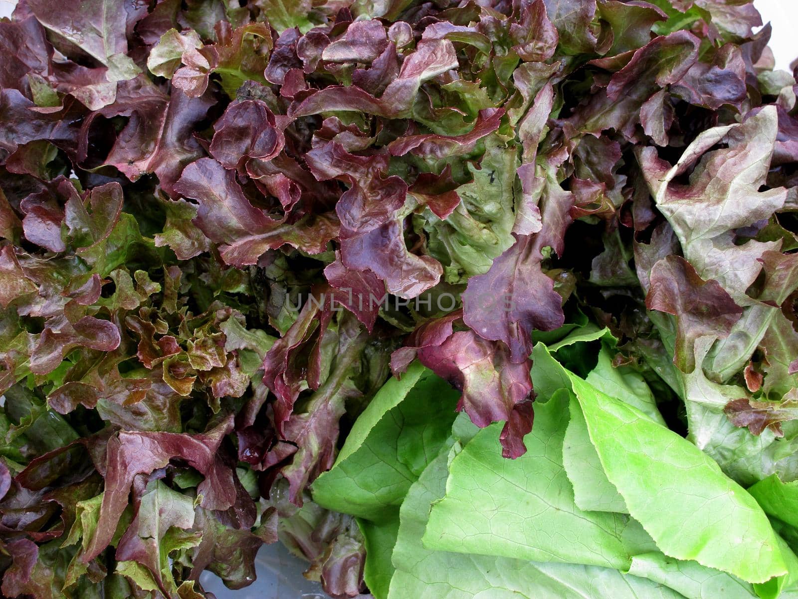 fresh red lettuce background by aroas