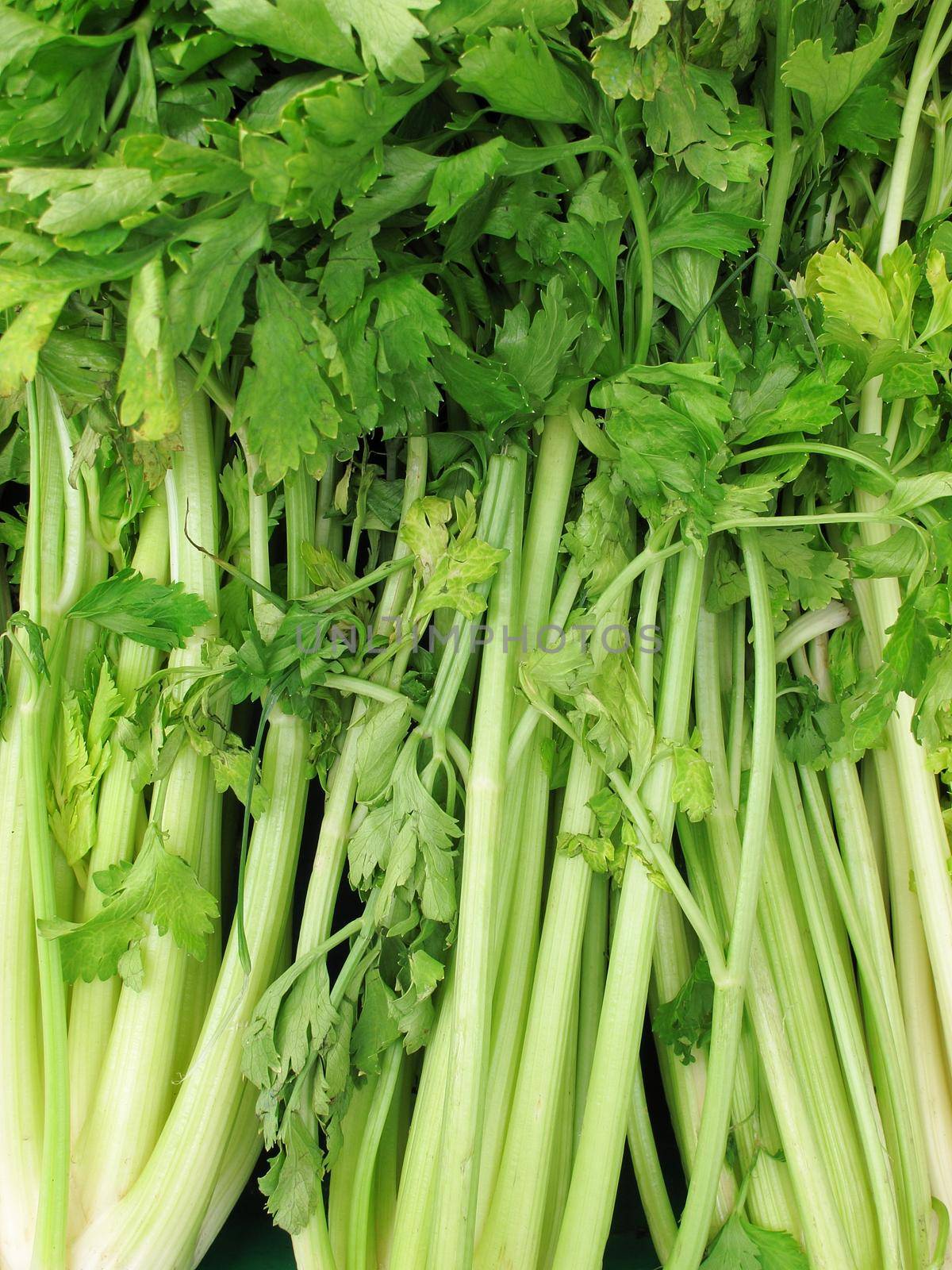 Fresh celery for sale at the Farmers Market