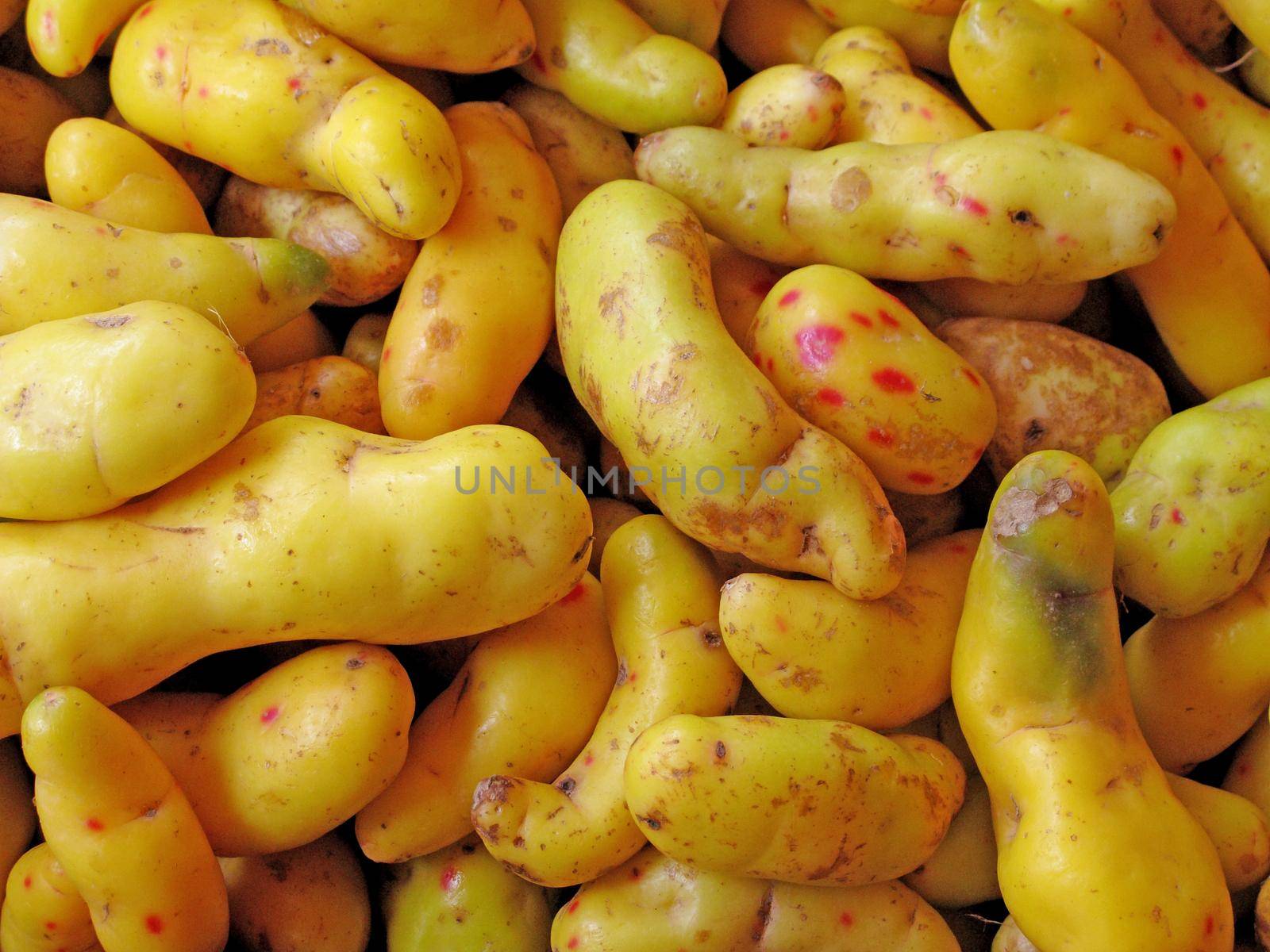 Olluquito background. Peruvian tuber by aroas