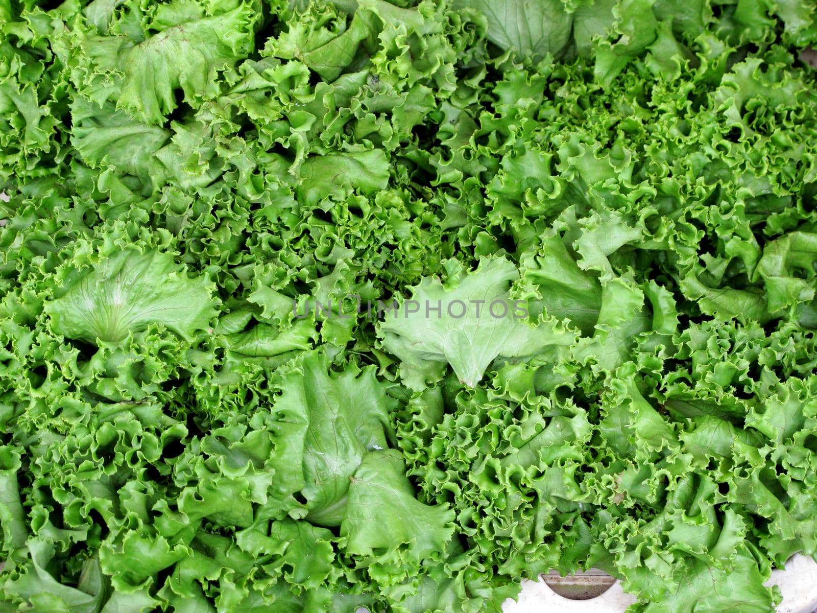 fresh lettuce background by aroas