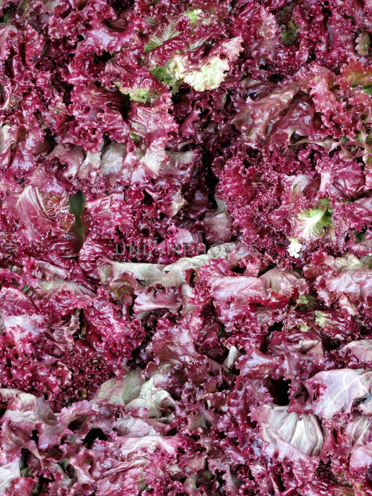 fresh red lettuce background by aroas