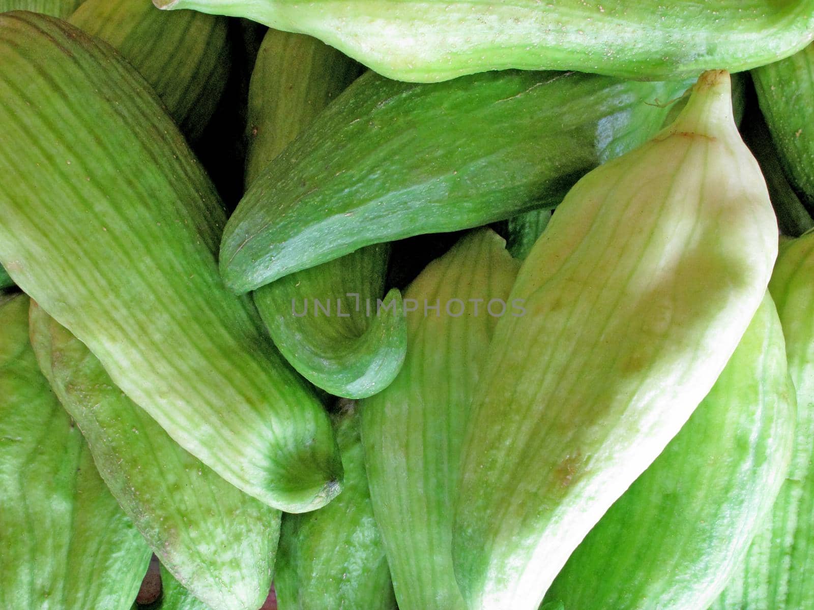 close up of fresh Caigua - vegetable collection