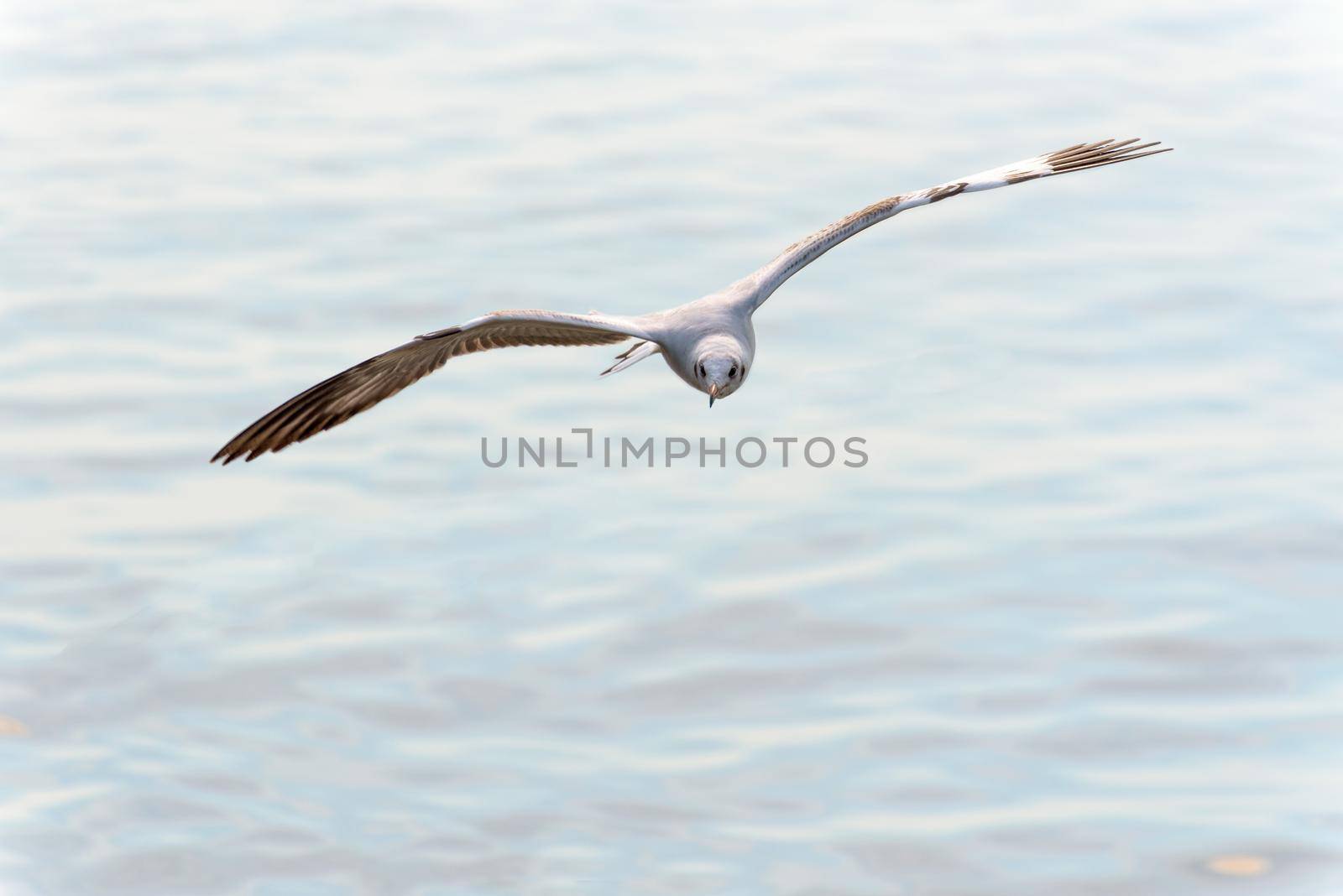 Animal in beautiful nature landscape for background, Closeup front seagull one bird flying happily in the sky on the sea at Bangpu Recreation Center famous tourist attraction of Samut Prakan, Thailand