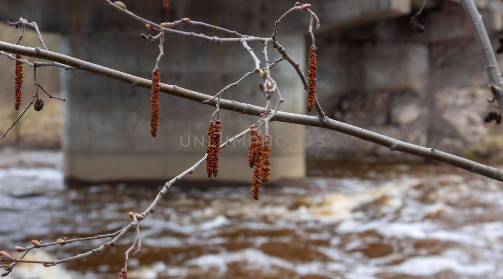 Gray alder male flowers on the background of water. Speckled alder catkins in the foreground and water in the background. A flowering branch of alder in early spring.