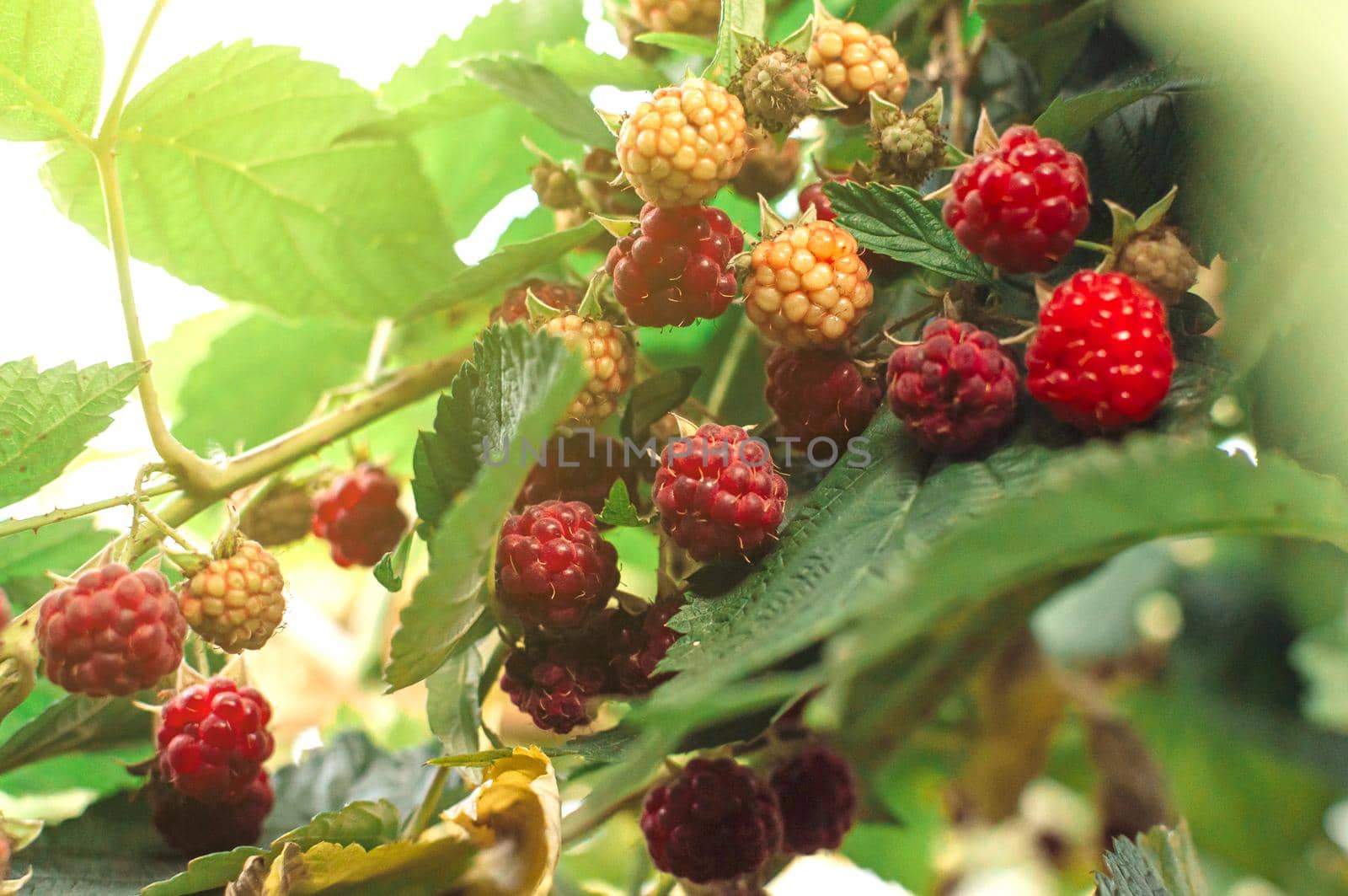 ripe red raspberries ripening on the bush. The berry bush is illuminated by the sun's rays. Close-up. Healthy eating and vegetarianism. Copy space.