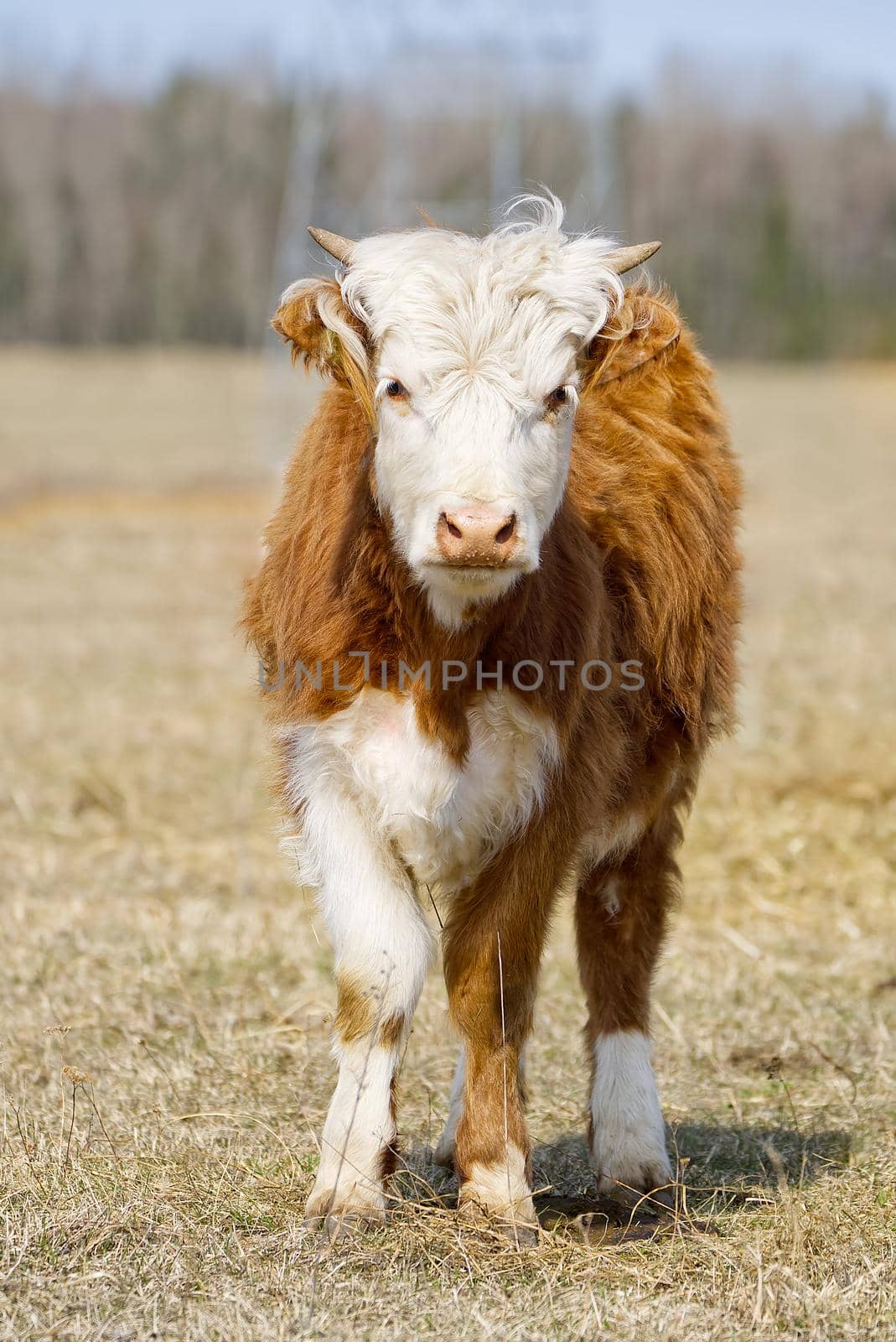 Young Chandler Herefords cow Portrait. Brown and white paint cow. Cute Orange cow with white head on spring field. Farming, free grazing concept, autumn field