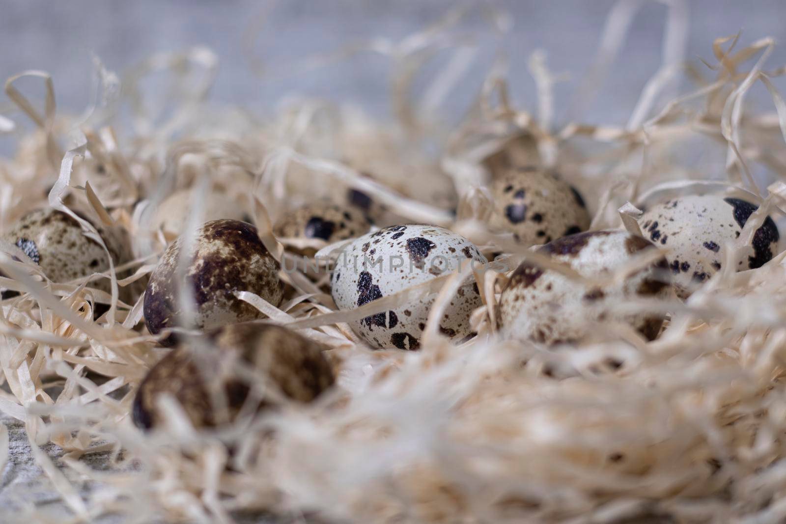 close up of quail eggs in a nest of dry grass. easter eggs. copy space for advertising of food or restaurant menu design.