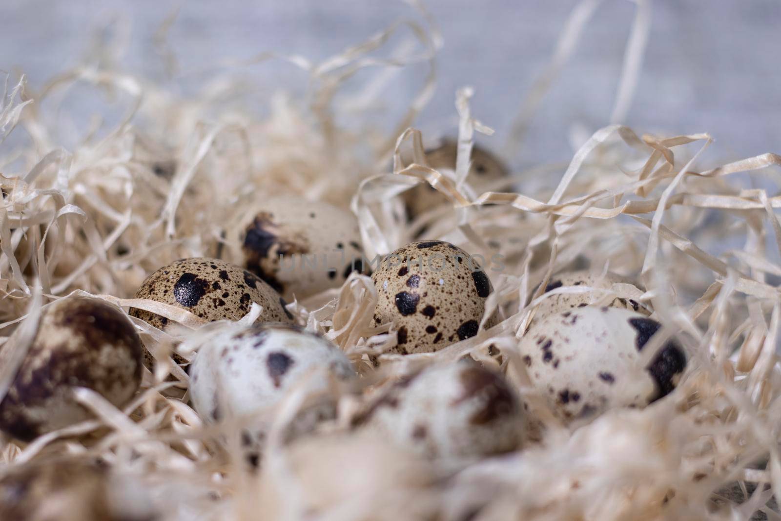 close up of quail eggs in a nest of dry grass. easter eggs. copy space for advertising of food or restaurant menu design.