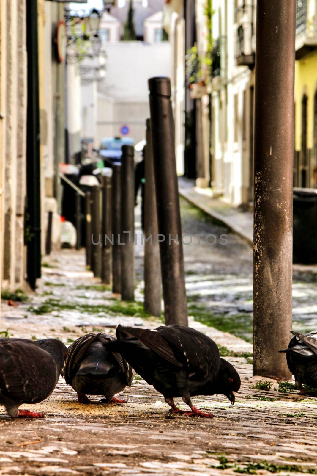 Pigeons eating on a cobblestone street in Lisbon in a sunny day of winter.