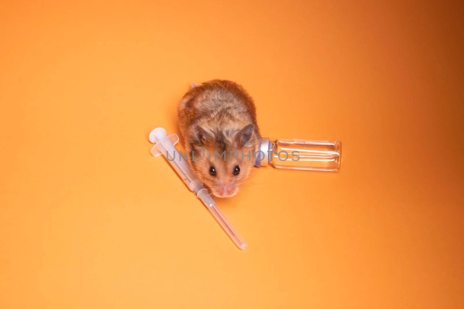 brown hamster - mouse near medical syringe with a needle and bottle-phial isolated on orange background. medical experiments, tests on mice. veterinary. vaccine development. copy space