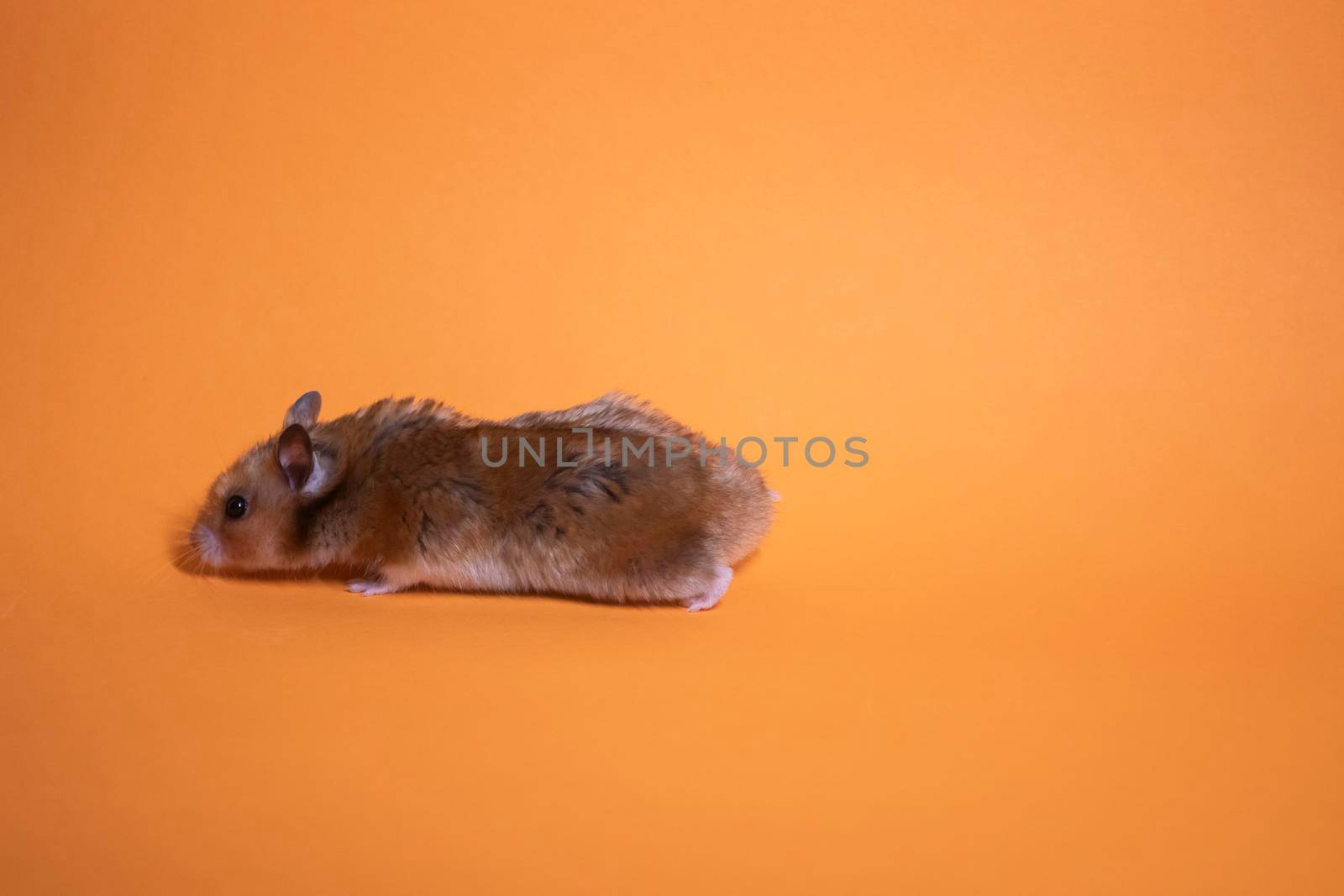 brown hamster mouse isolated on orange background. pest, pet