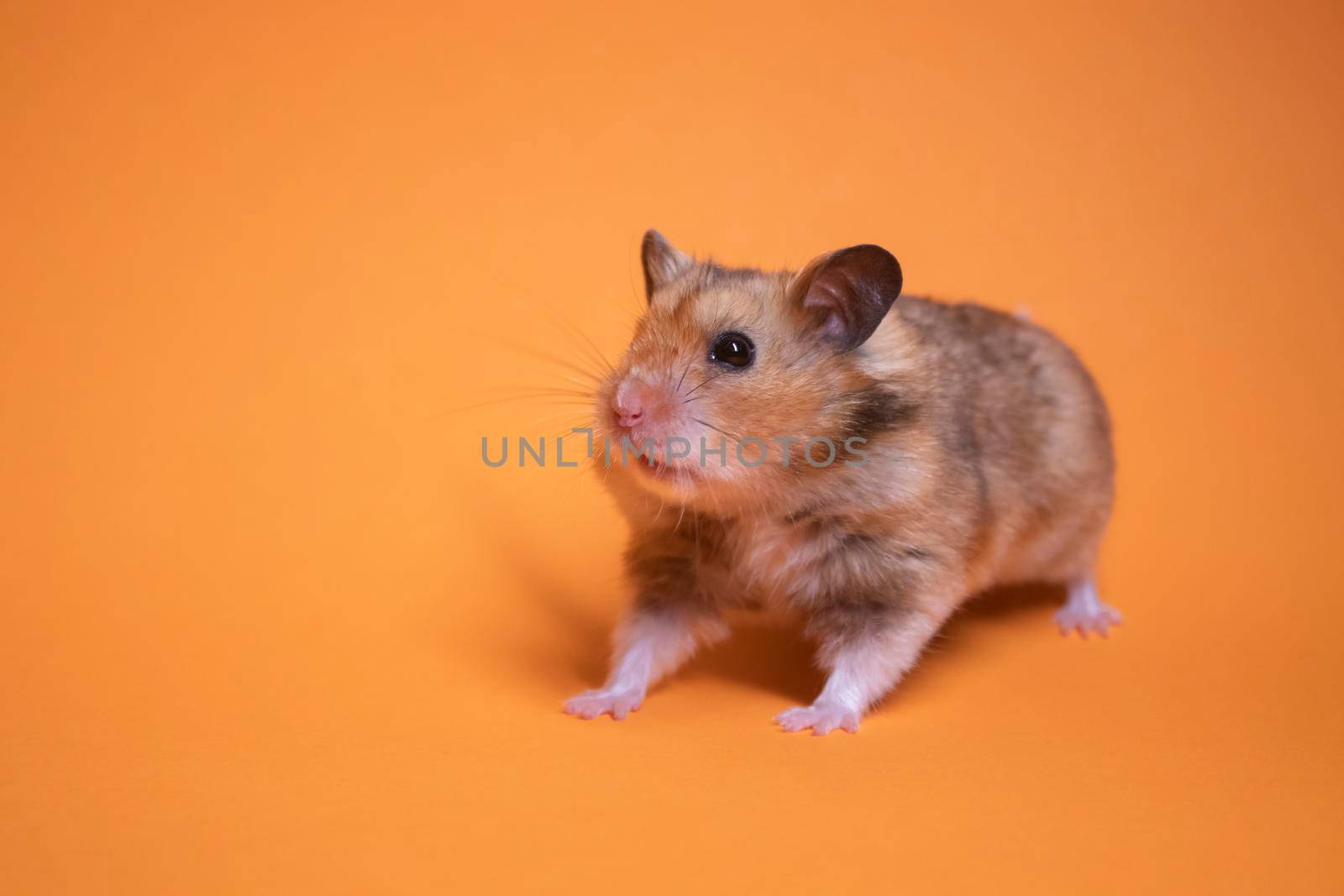 brown hamster mouse isolated on orange background. pest, pet