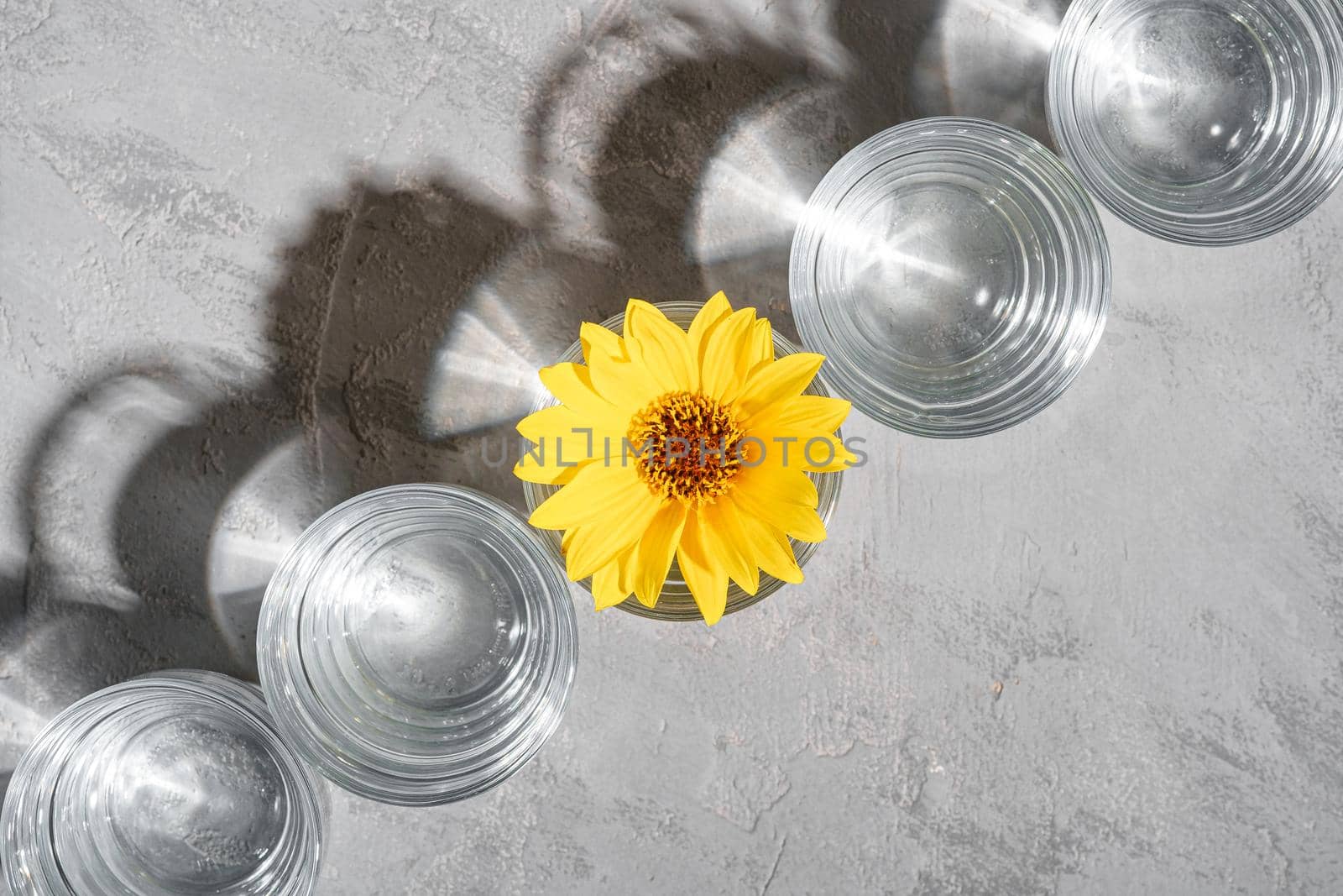 Row of fresh clear water drink with yellow flower in glass on concrete background, hard light creative composition, top view