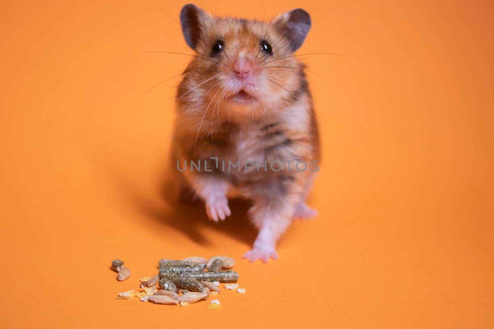 brown hamster mouse eating food for rodents isolated on orange background. pest, pet