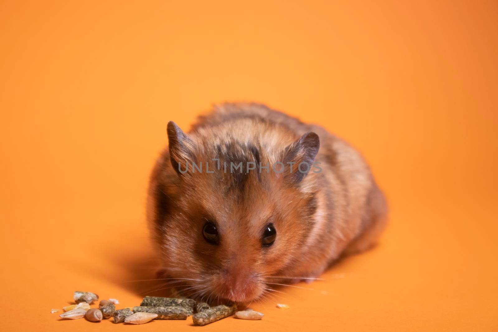 brown hamster mouse eating food for rodents isolated on orange background. pet, pest by oliavesna