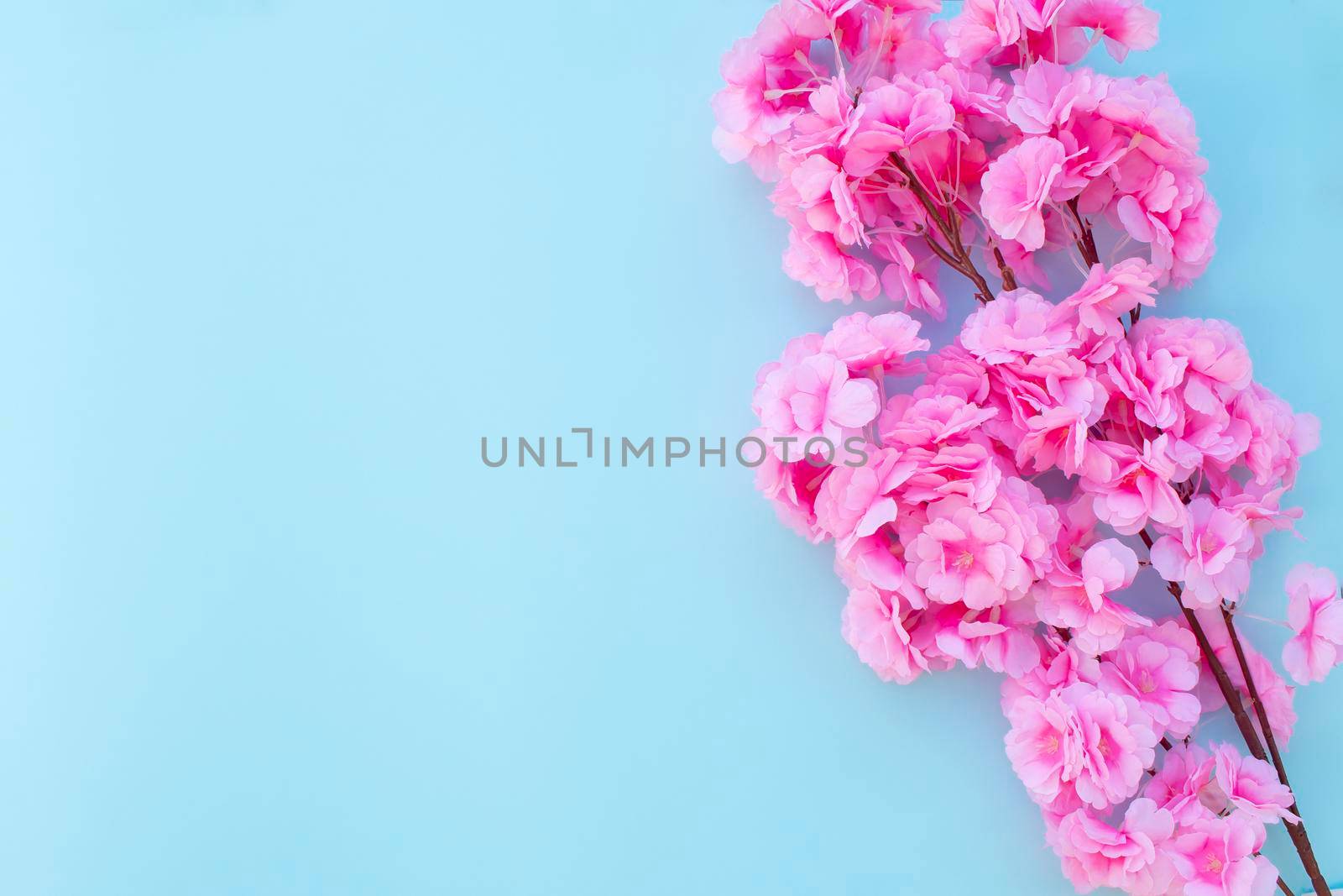 Spring background with pink blossoming cherry tree branch. Sakura flower on light blue background.