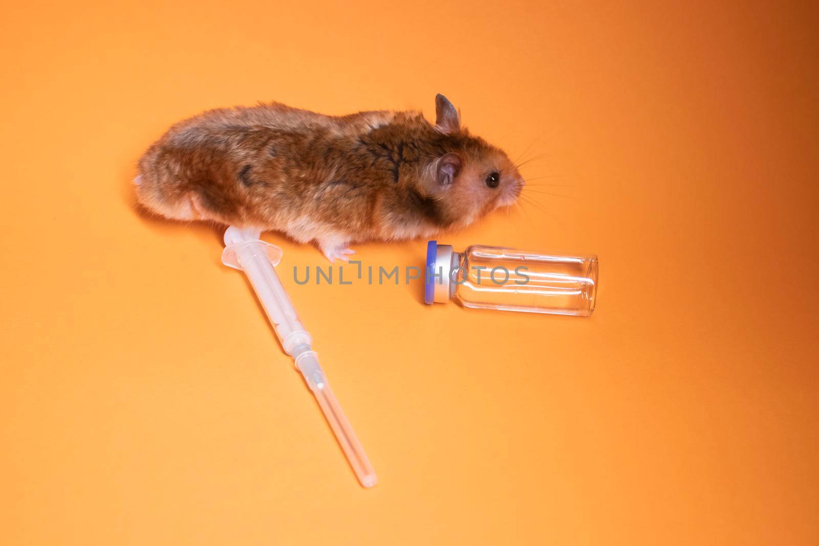 brown hamster - mouse near medical syringe with a needle and bottle-phial isolated on orange background. medical experiments, tests on mice. veterinary. vaccine development. copy space