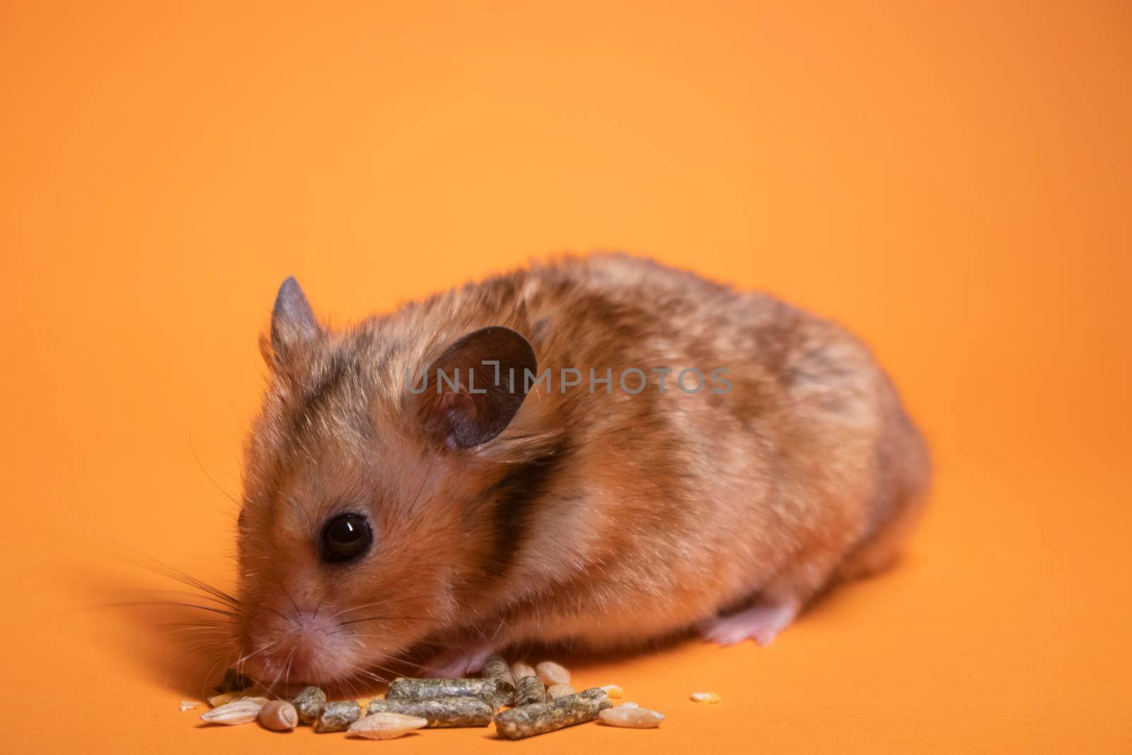 brown hamster mouse eating food for rodents isolated on orange background. pest, pet