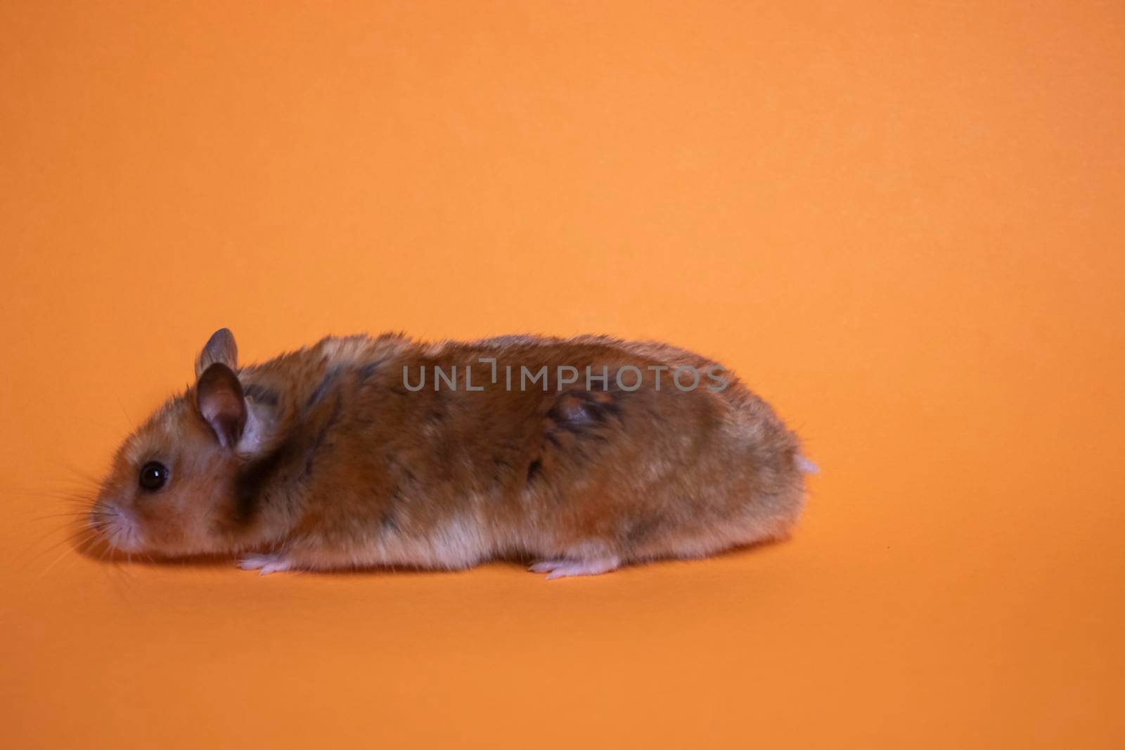 brown hamster mouse isolated on orange background. pest, pet